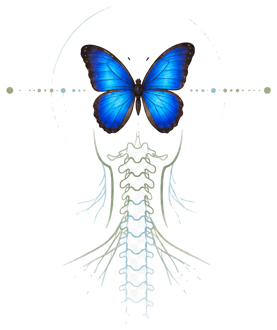 Diagram of a human neck and spine with a blue butterfly positioned at the top, near the head.