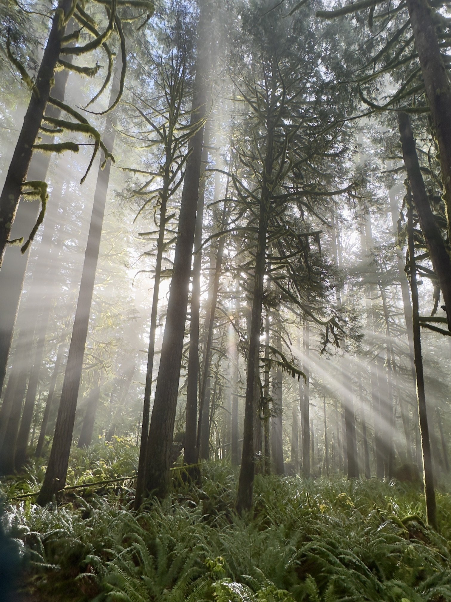 A dense forest scene with tall, moss-covered trees and green foliage. Sunlight filters through the canopy, creating rays of light and mist among the trees.
