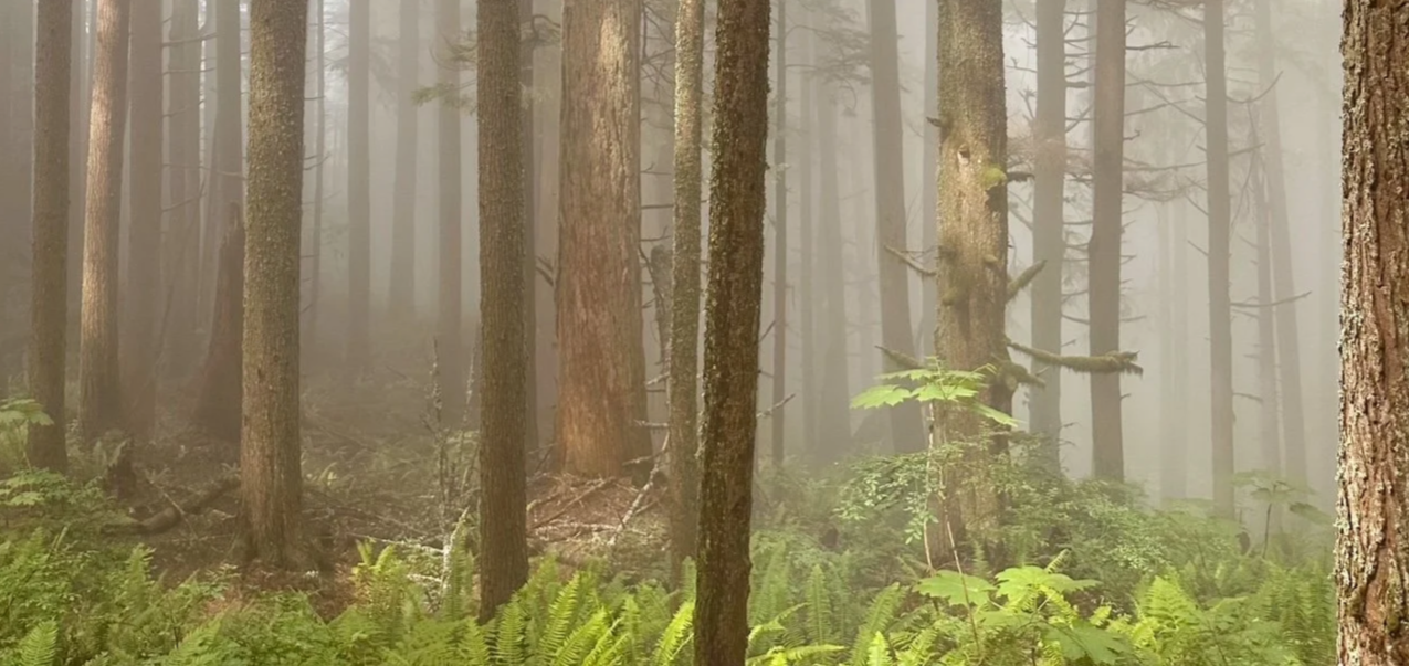 A foggy forest with tall pine trees and green ferns on the forest floor.
