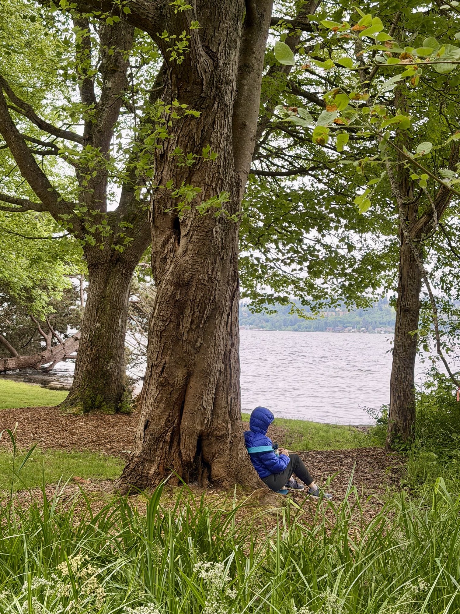 A person in a blue jacket and gray pants sits by a large tree near a lake, with foliage and grass in the foreground and other trees and water in the background.