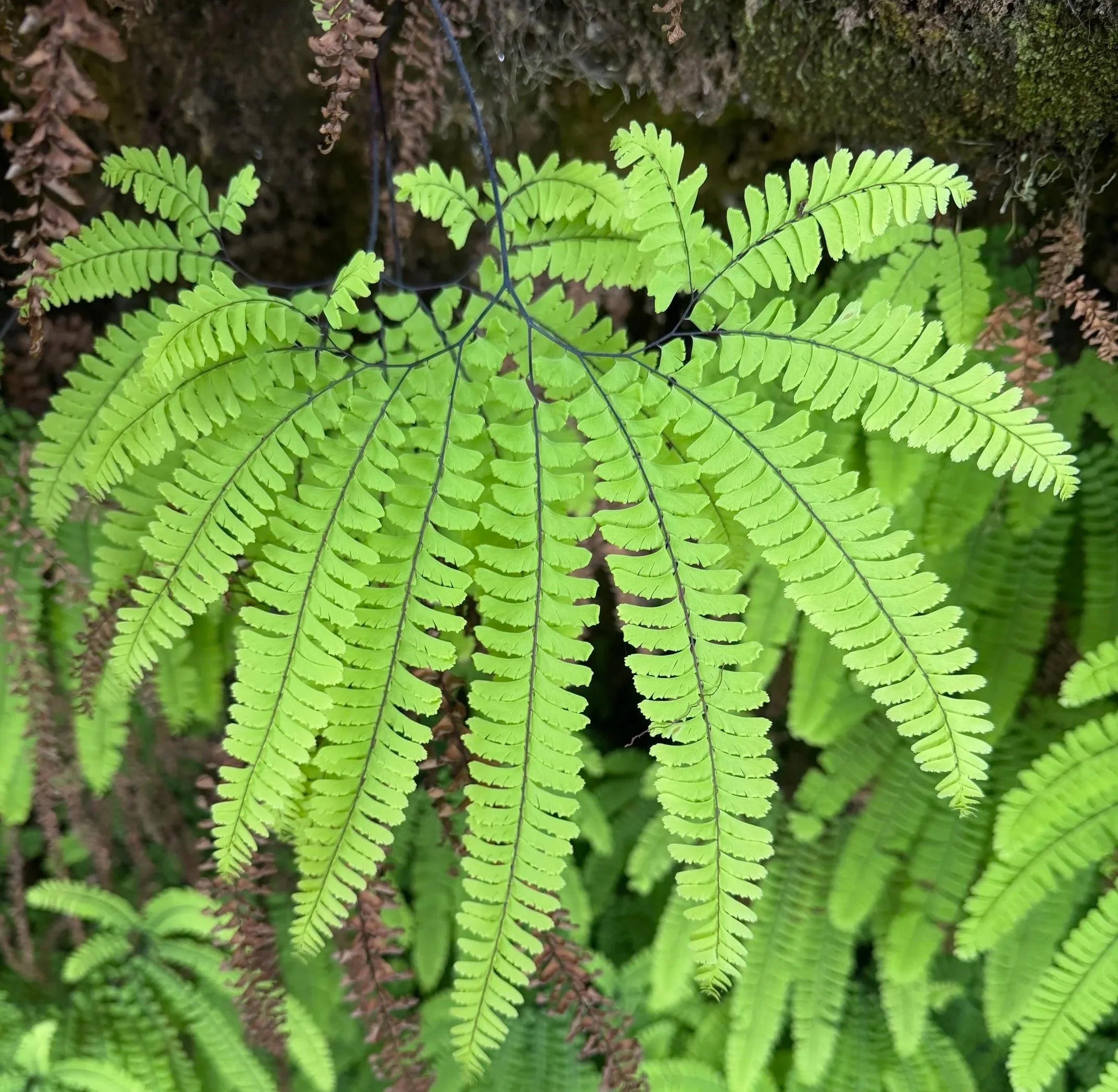 Bright green fern leaves in a forest setting with moss and brown plant debris around.