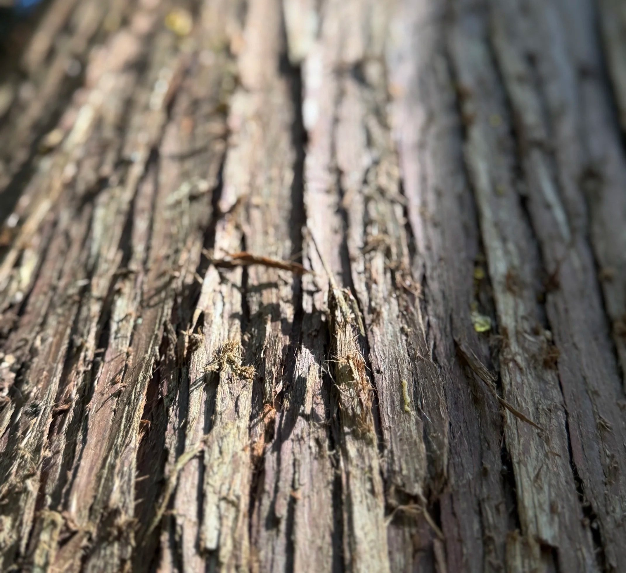 Close-up view of tree bark showing textured and rugged surface with vertical ridges and moss.