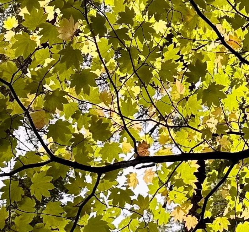 Looking up at green and yellow leaves on tree branches during daytime.