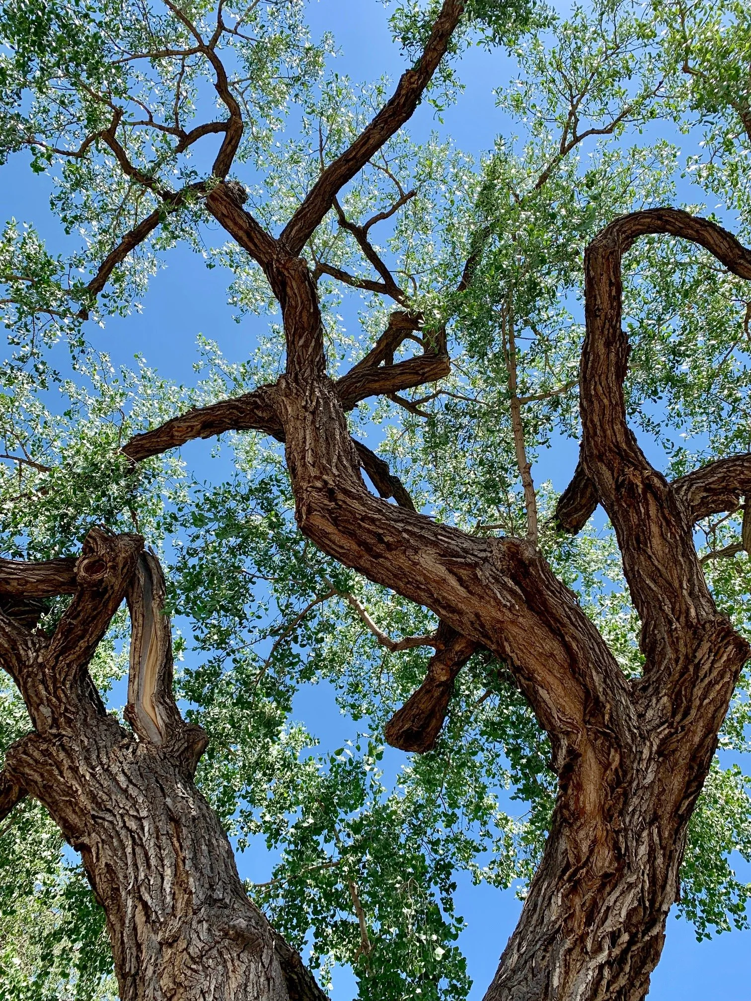 View from below of a large tree with textured bark, green leaves, and branches against a clear blue sky.