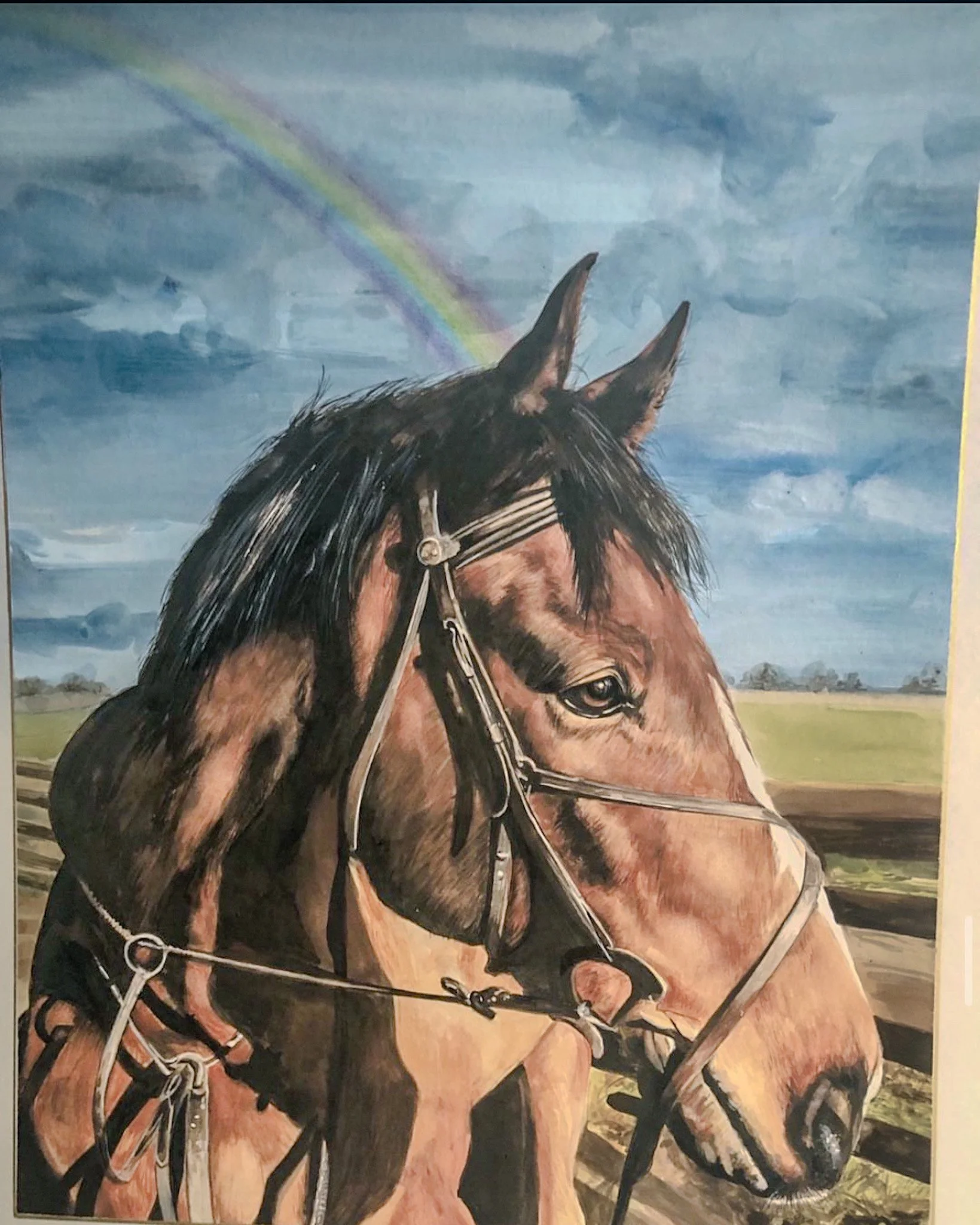 Horse Portraits