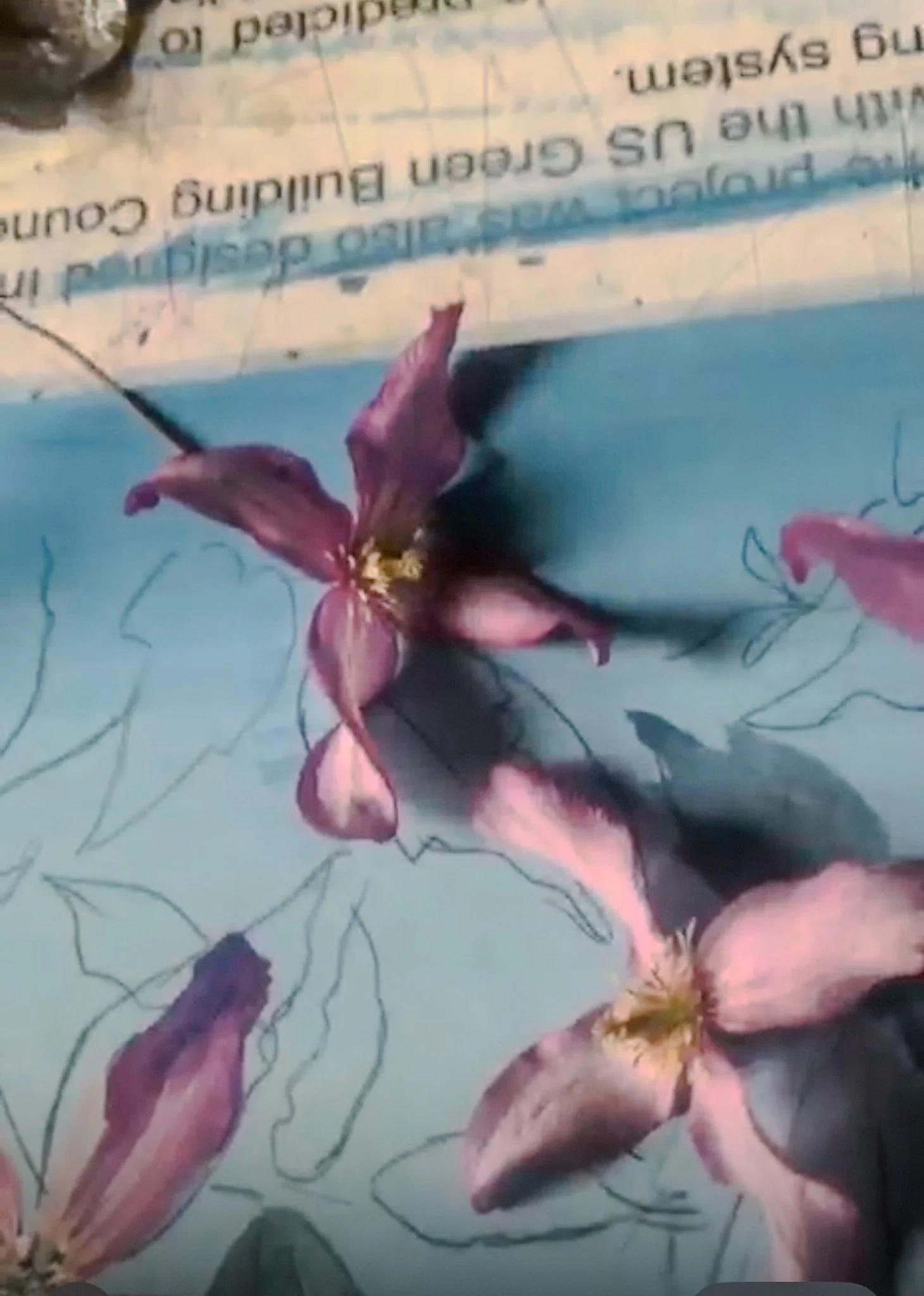 Flower.jpg