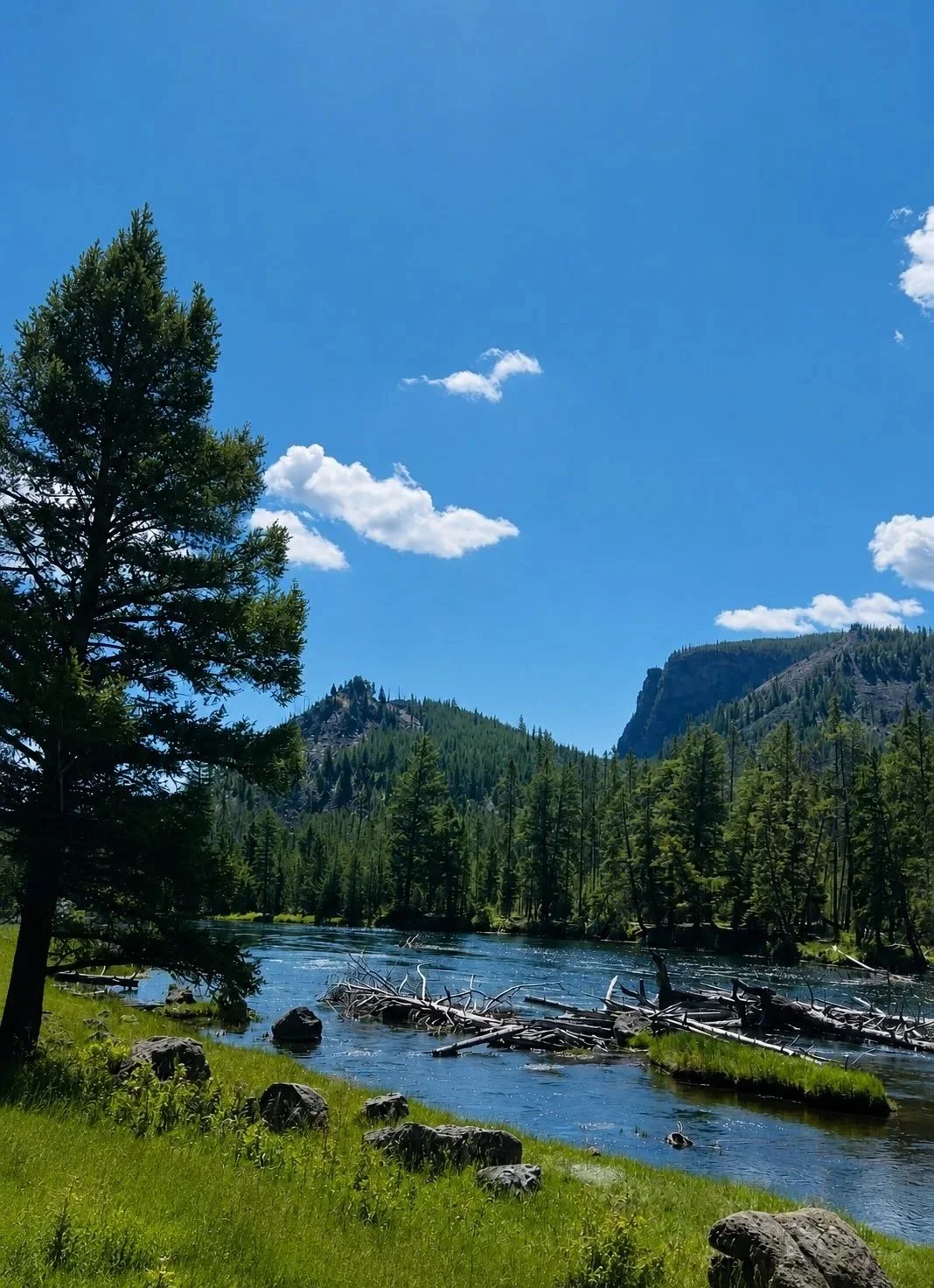 A scenic landscape with a river, green grassy banks, tall pine trees, mountain cliffs in the background, and a bright blue sky with scattered white clouds.