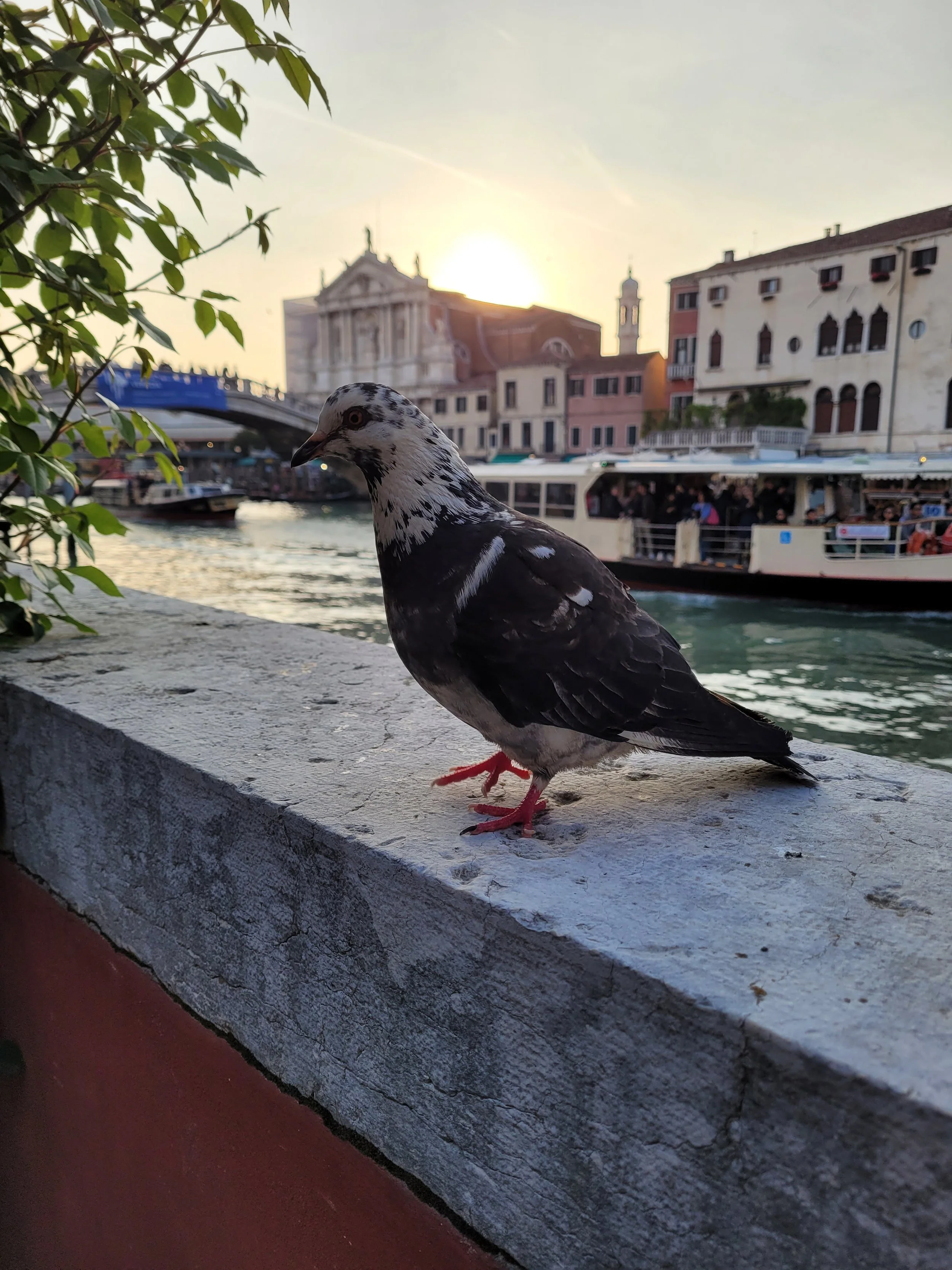 Close-up of a pigeon with black and white feathers standing on a stone ledge near a canal, with boats and colorful buildings in the background during sunset.
