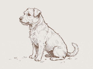 Line drawing of a sitting dog with a scruffy coat, facing left.
