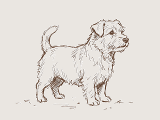 Line drawing of a small, scruffy dog standing on grass, facing right.