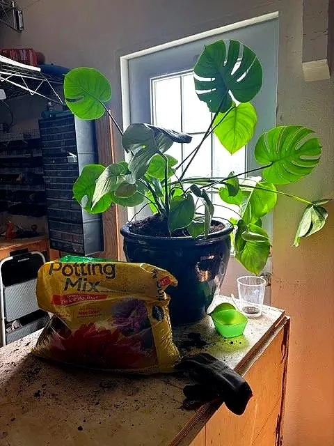 Maybe you need a bigger pot?