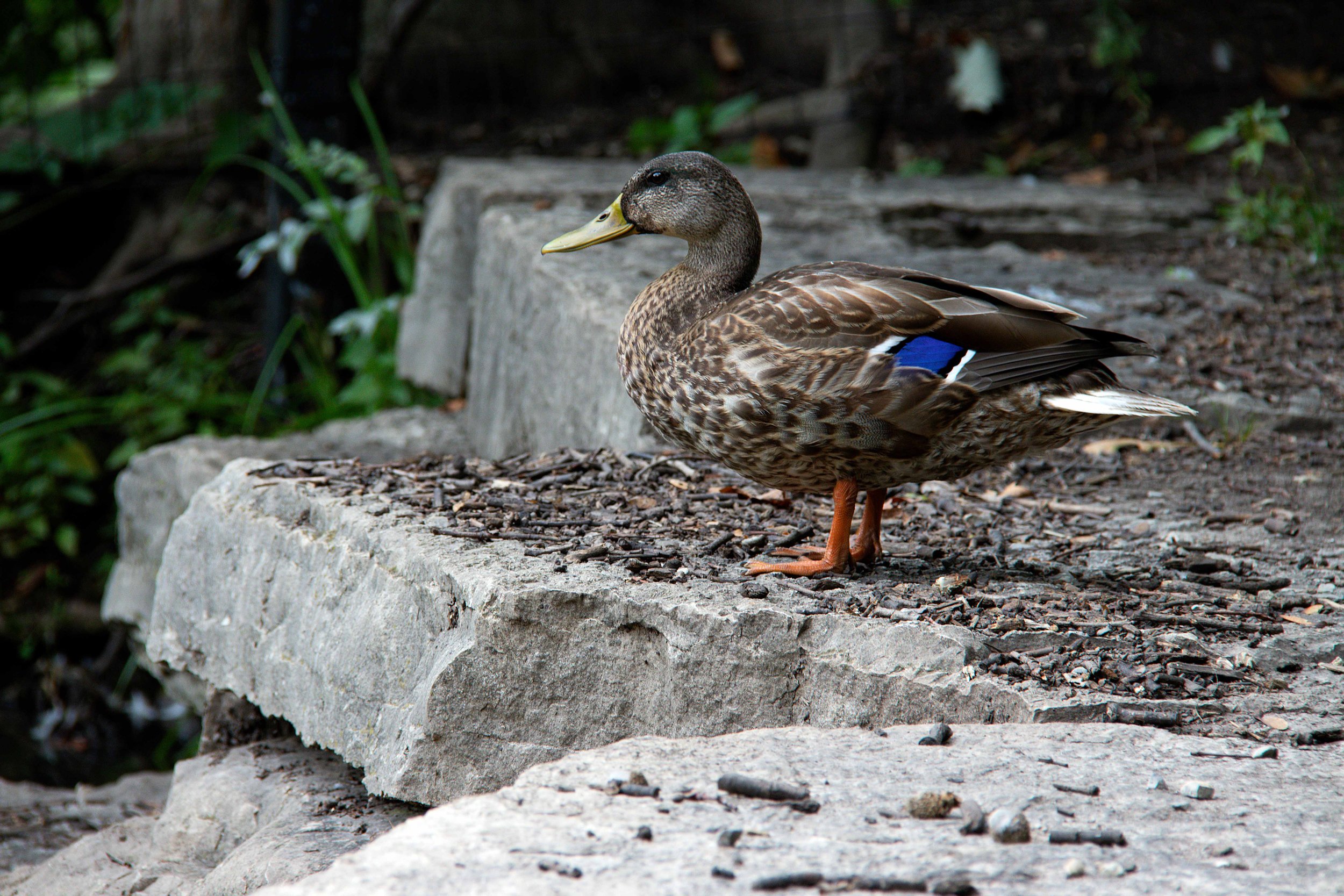 IMG_4155.jpg