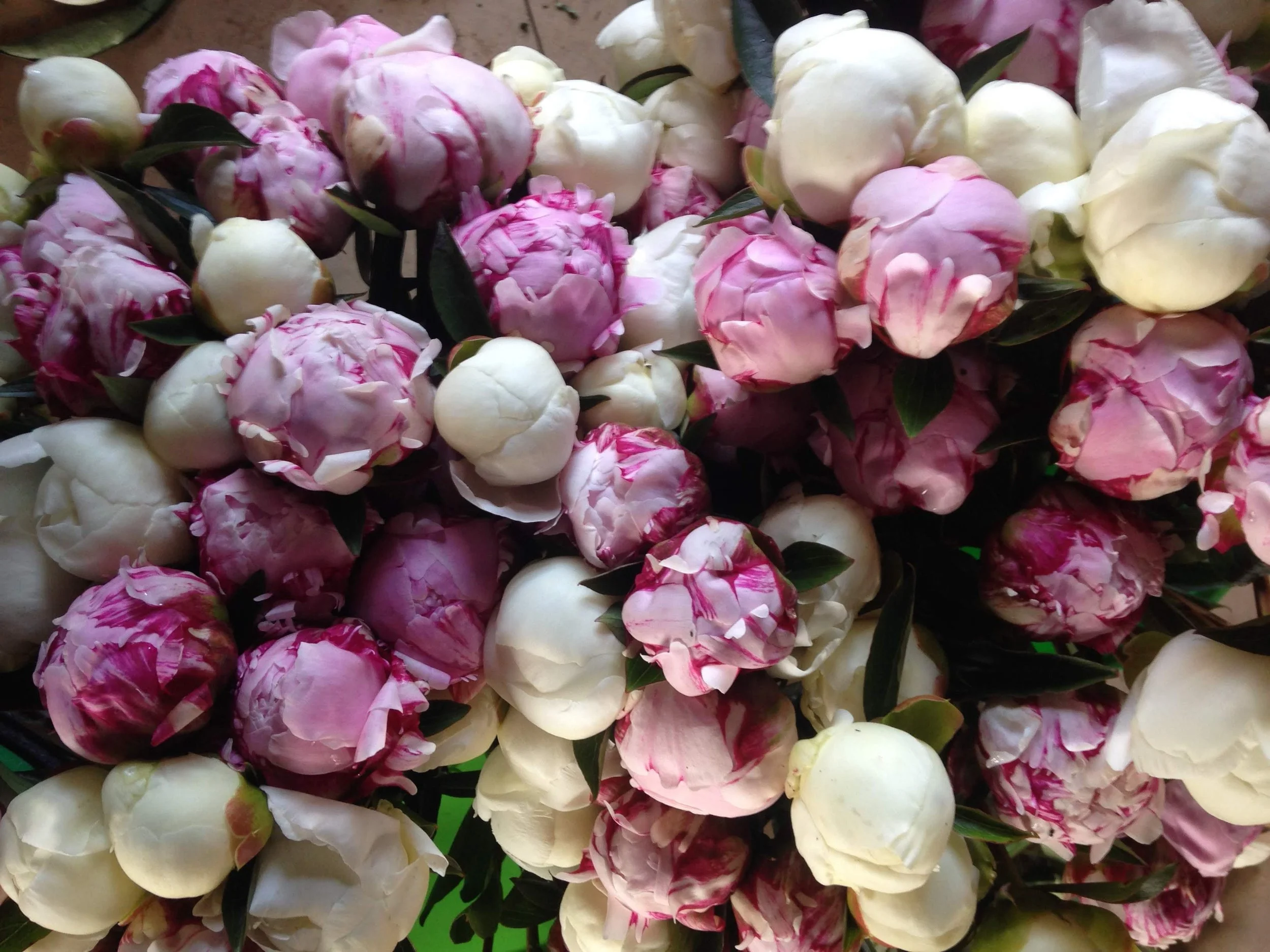 A close-up view of pink and white peony flowers with green leaves.