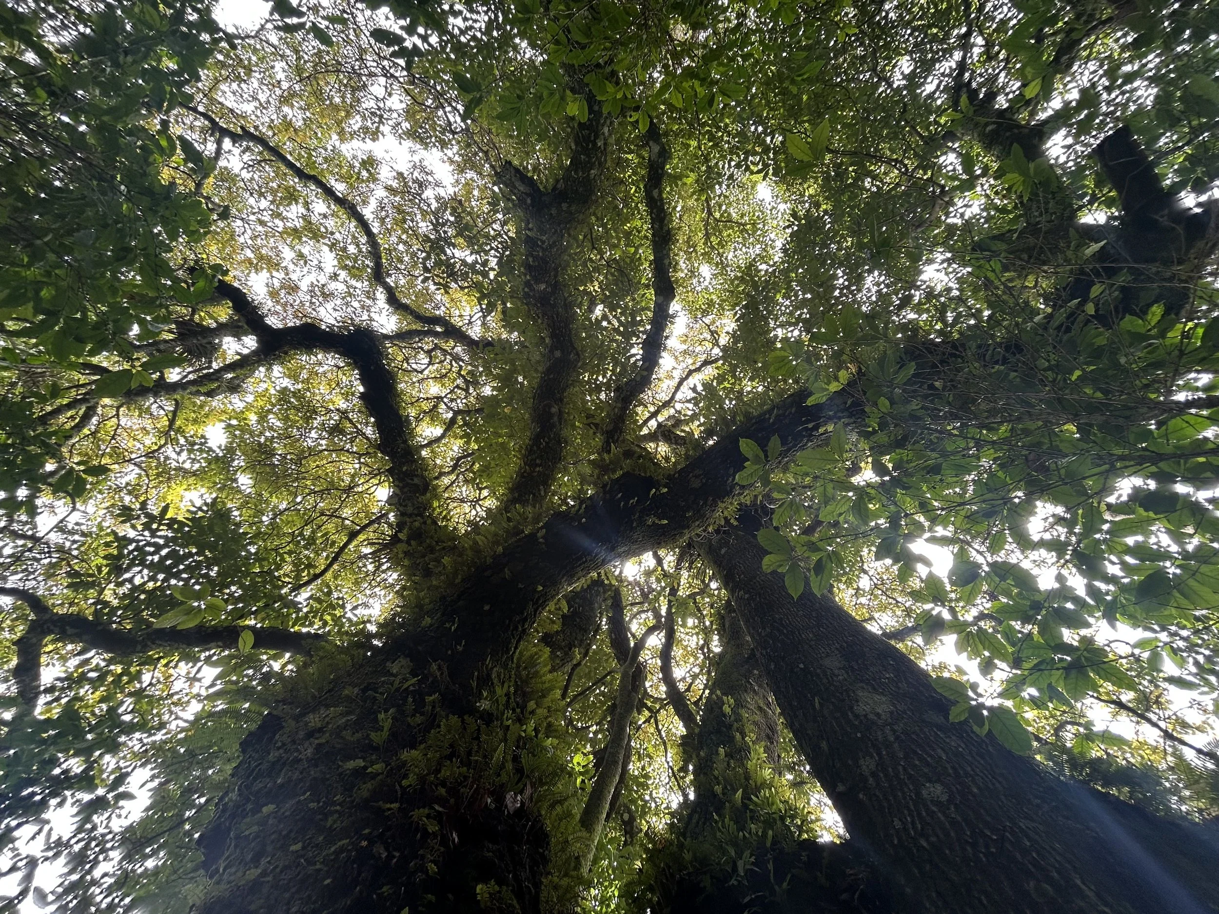 the tree of life, or - how to die well.