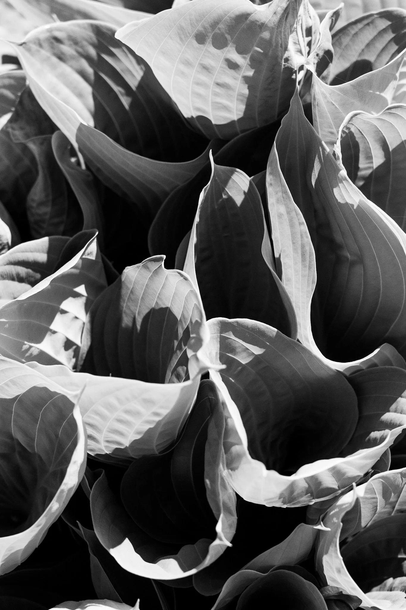 Warm and Green, B&W