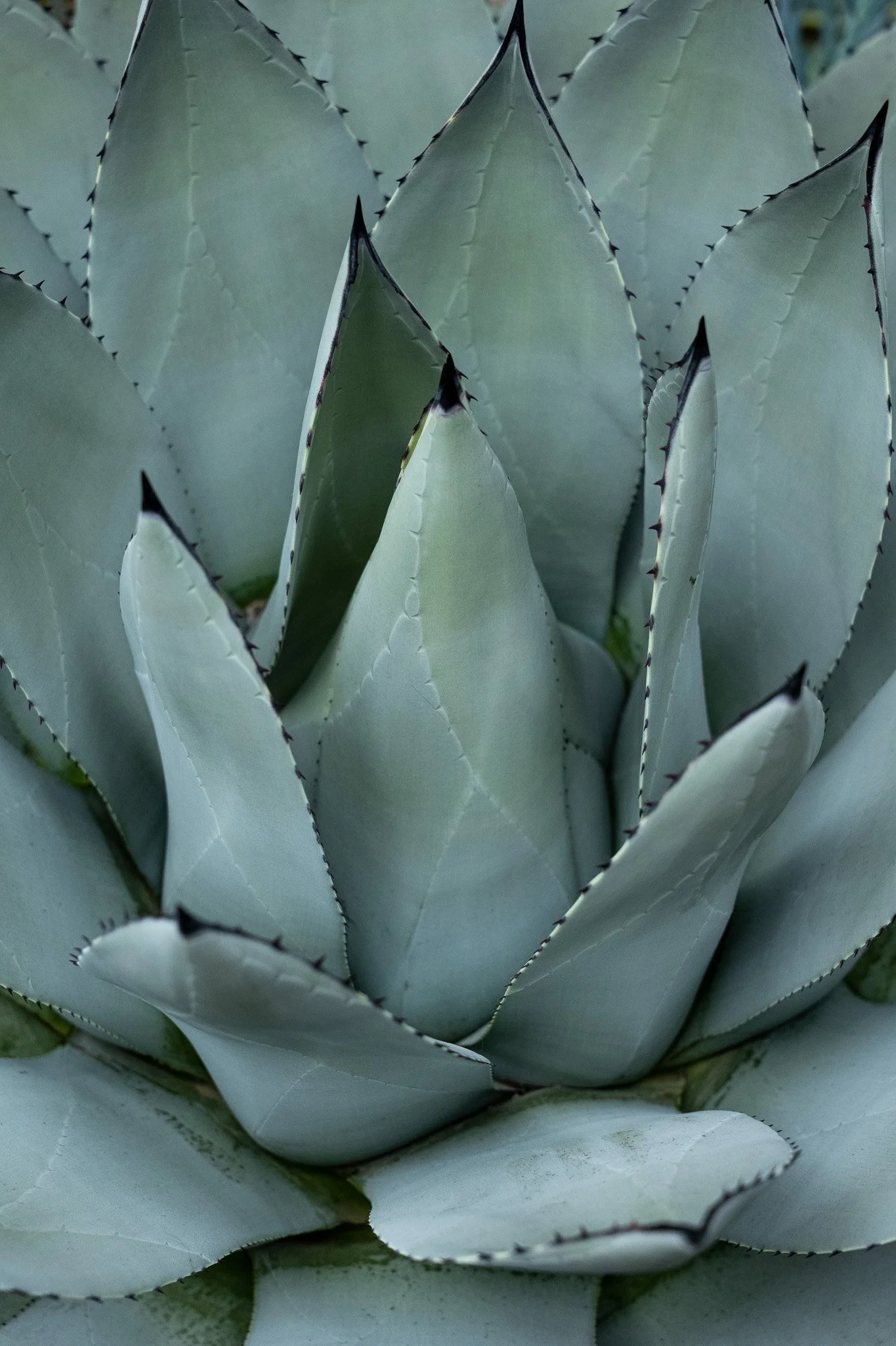 Cool as a Cactus.