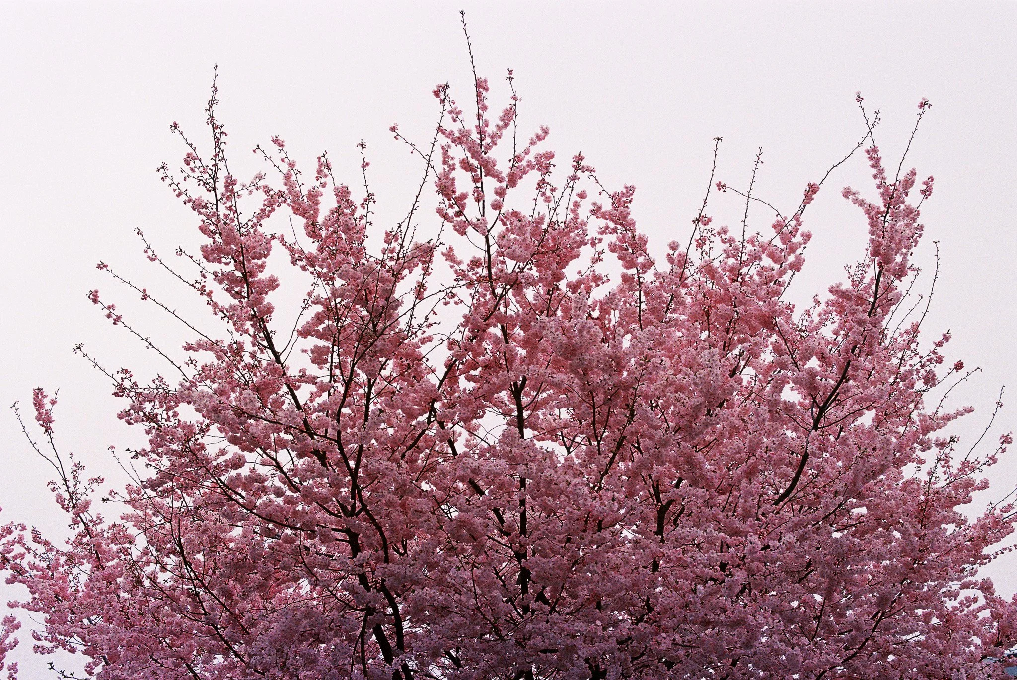 Pretty in Pink. Recommended maximum print size 8x12.