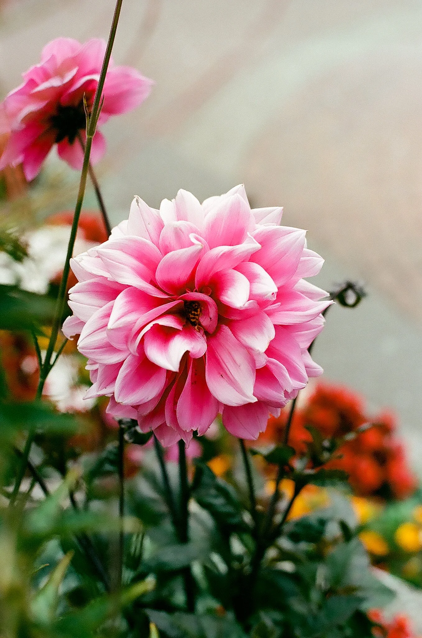 Pink Bloom