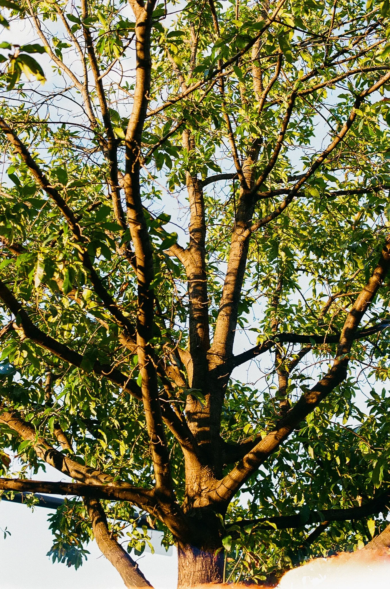 Dappled Light. Recommended maximum print size 8x12.