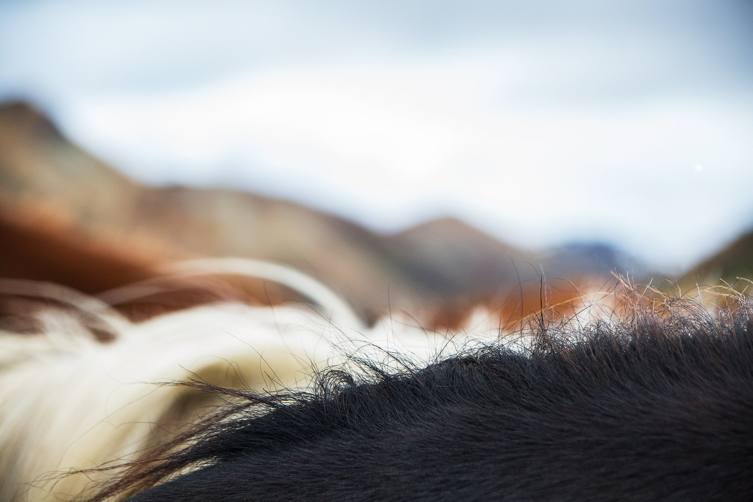 horses against mountains