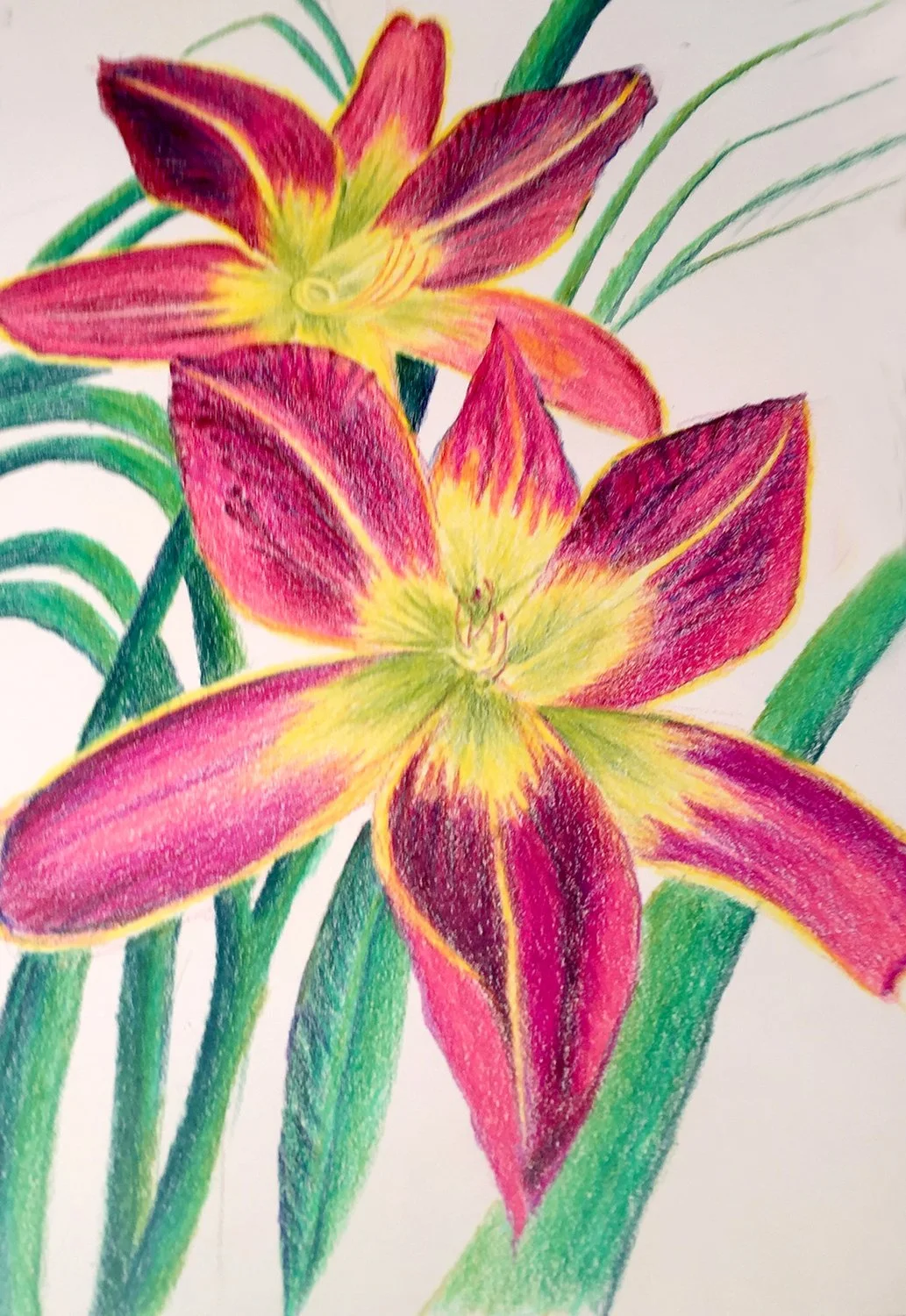 5462.red lily.website.jpg
