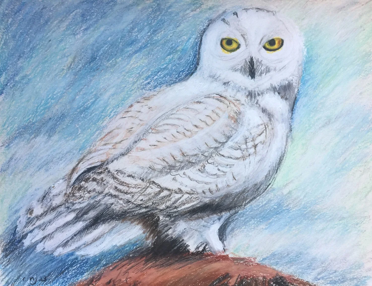 Owl_1.3.25.website.jpg