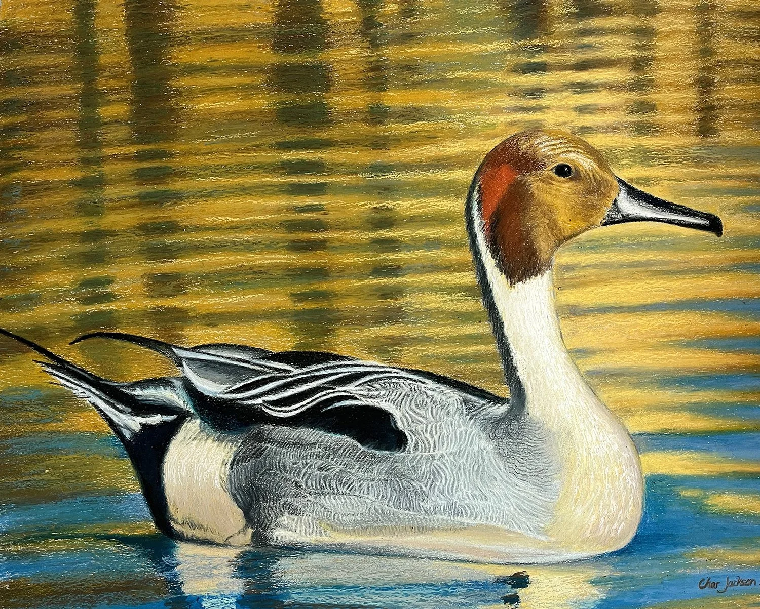 PintailDuck_1.3.25.website.jpg