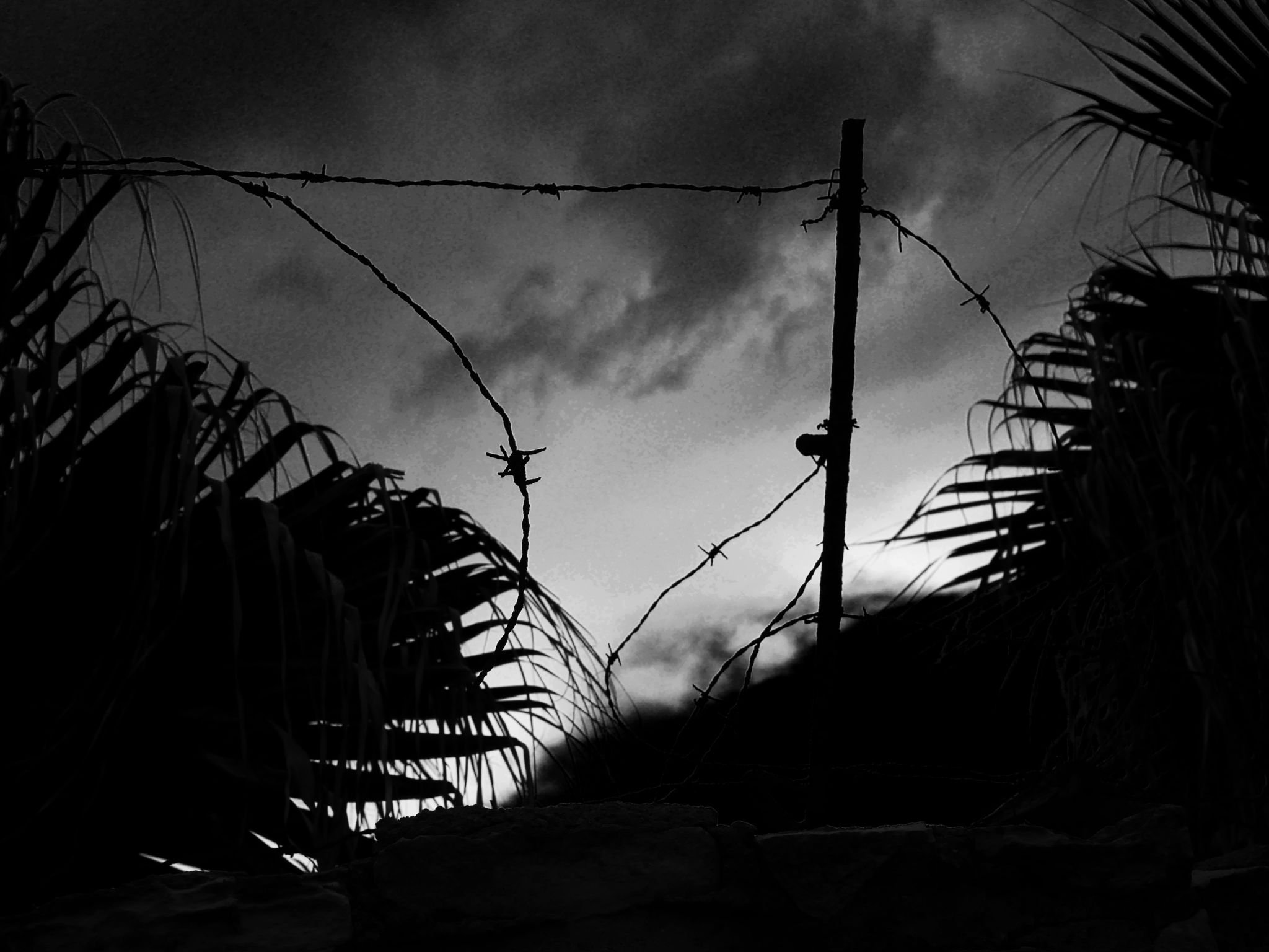 Copy of Barbed Wire Fence among Palm Trees.jpg