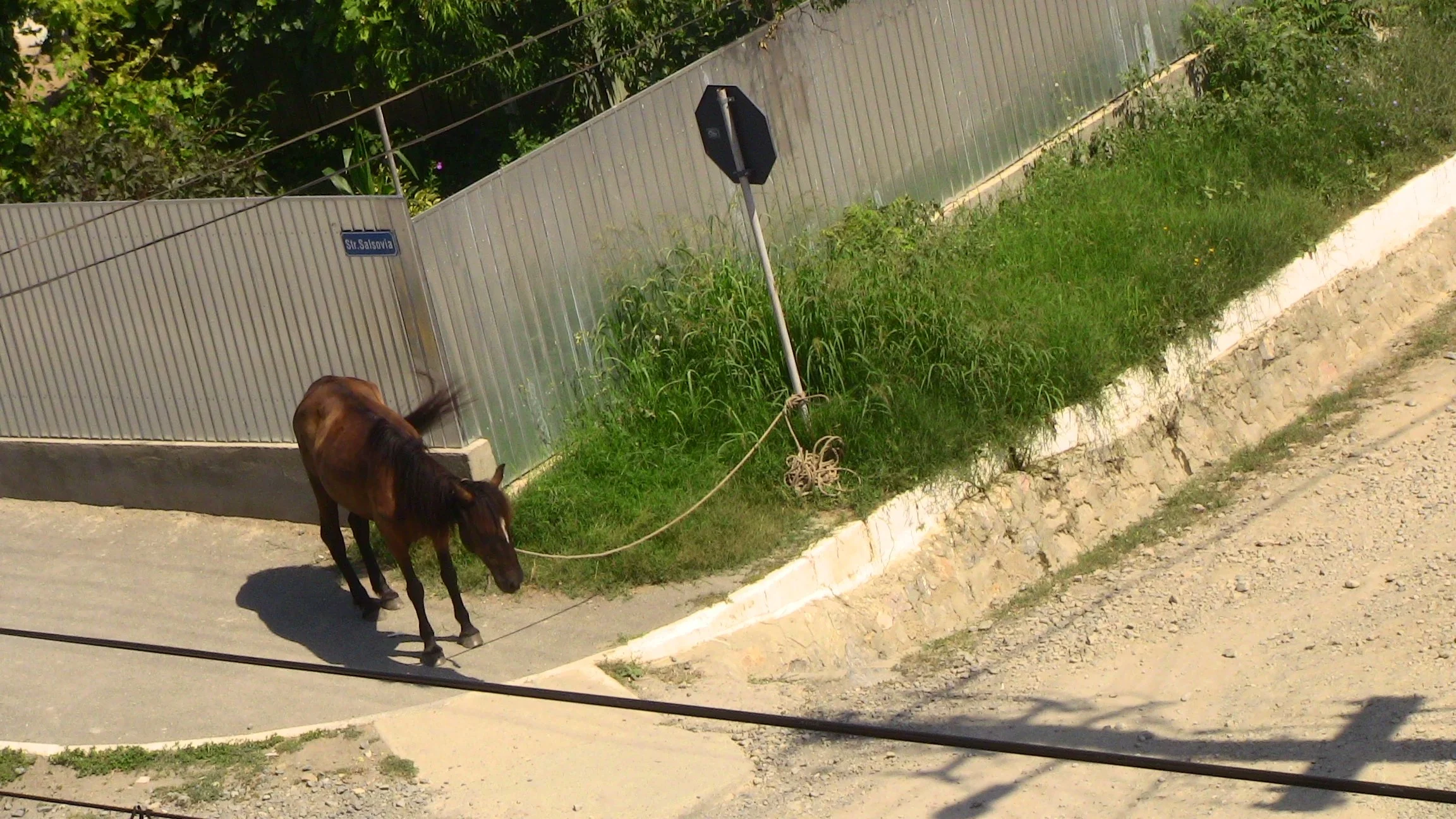 A brown horse standing on a sidewalk next to a green grassy area with plants, behind a metal fence, with a blue street sign that reads 'Str. Salsovia' and a black streetlamp.