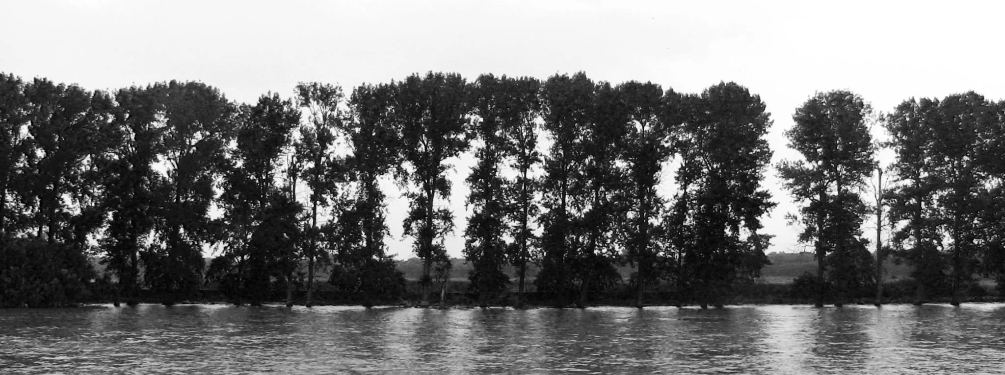 Black and white photo of a row of tall trees standing behind water, with a cloudy sky overhead.