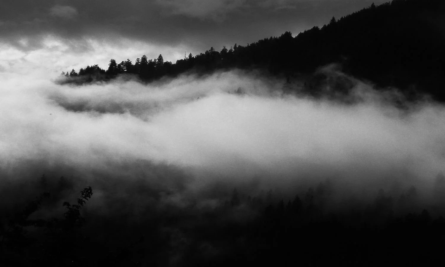 Mountain landscape with a forested ridge veiled in fog and mist, in black and white.