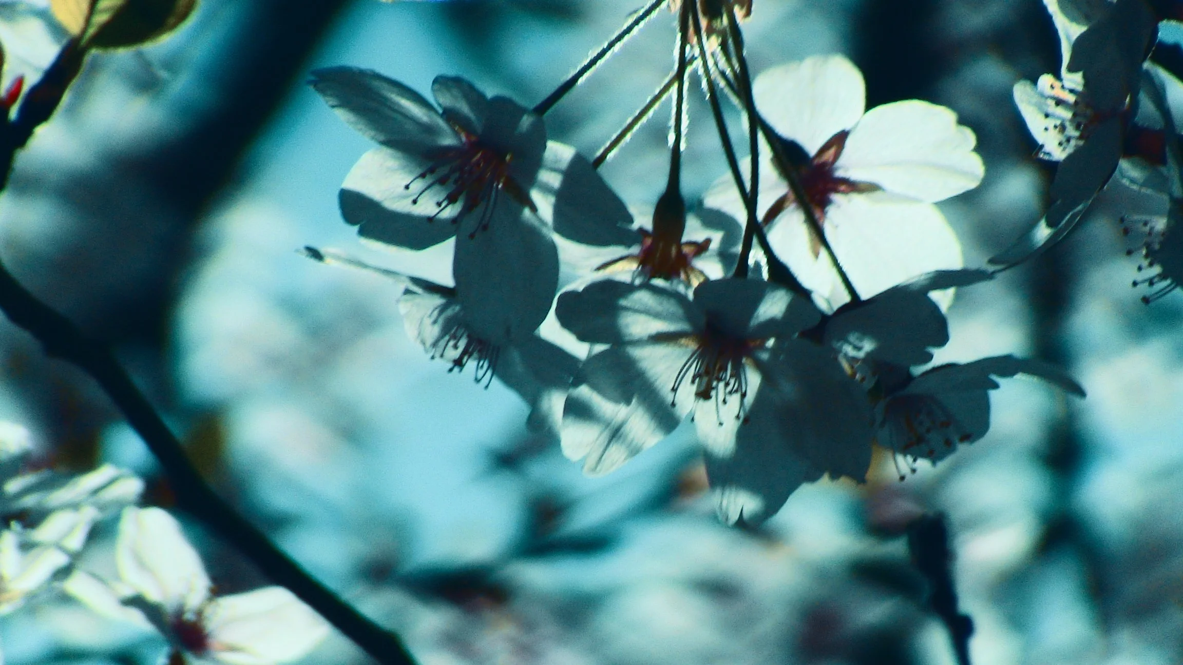 Close-up image of white cherry blossom flowers with some shadows and blurry background.