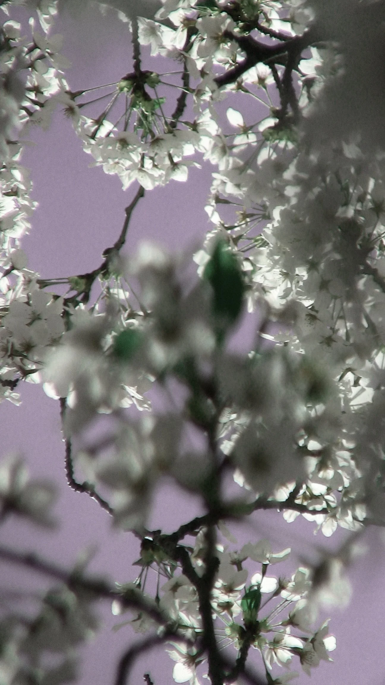 Close-up of white cherry blossoms on tree branches against a light purple background.