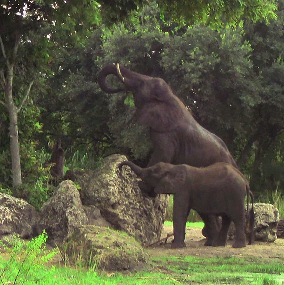 Elephants 2.jpg