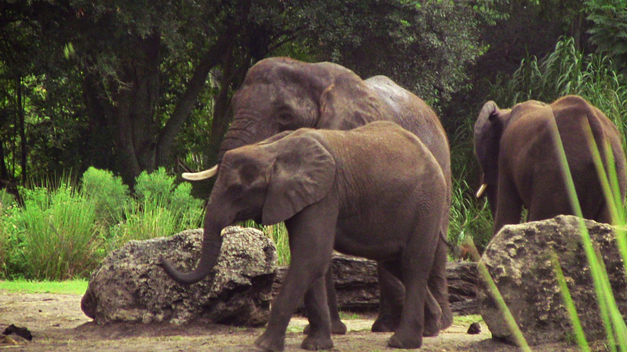 Elephants 1.jpg