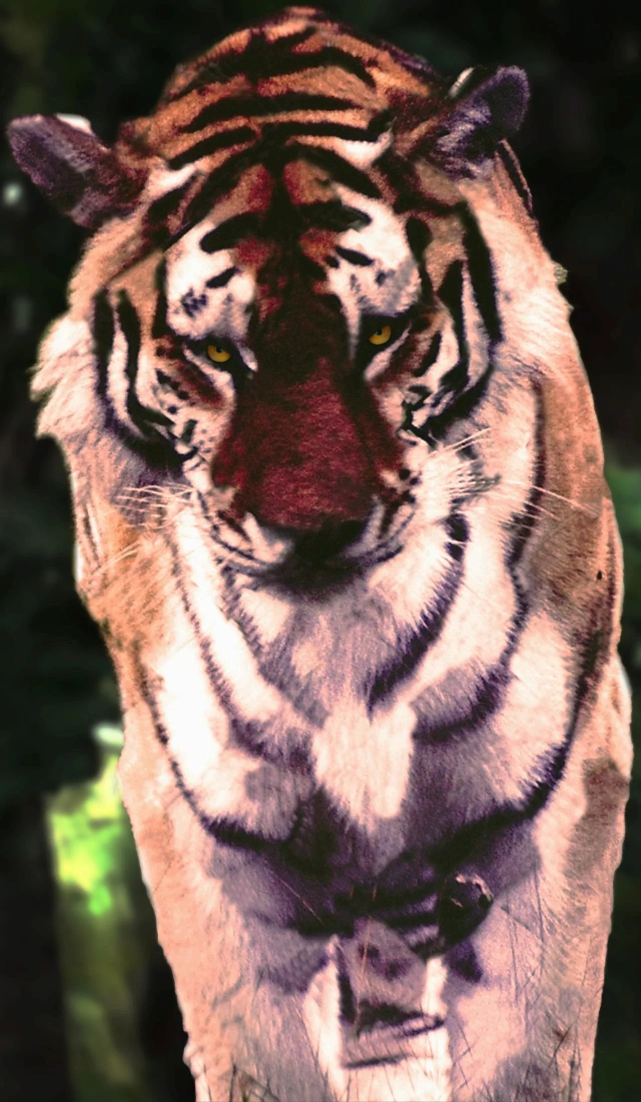 A close-up of a tiger with distinctive black and orange stripes, white fur around its face, and piercing yellow eyes, set against a dark, blurred background.