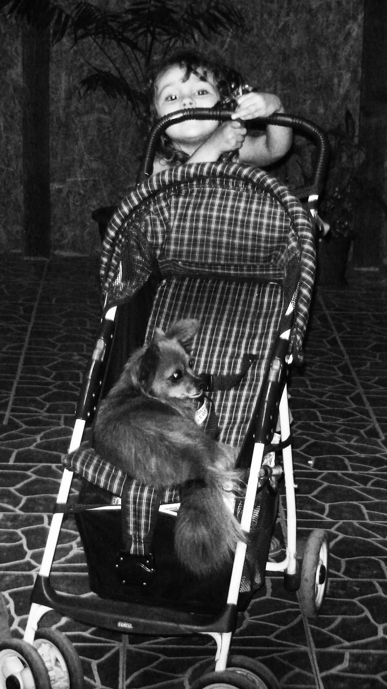 A young girl with curly hair sits in a stroller holding a small dog. The dog is sitting comfortably in the stroller with its tongue sticking out. The girl is holding onto the stroller's handle.