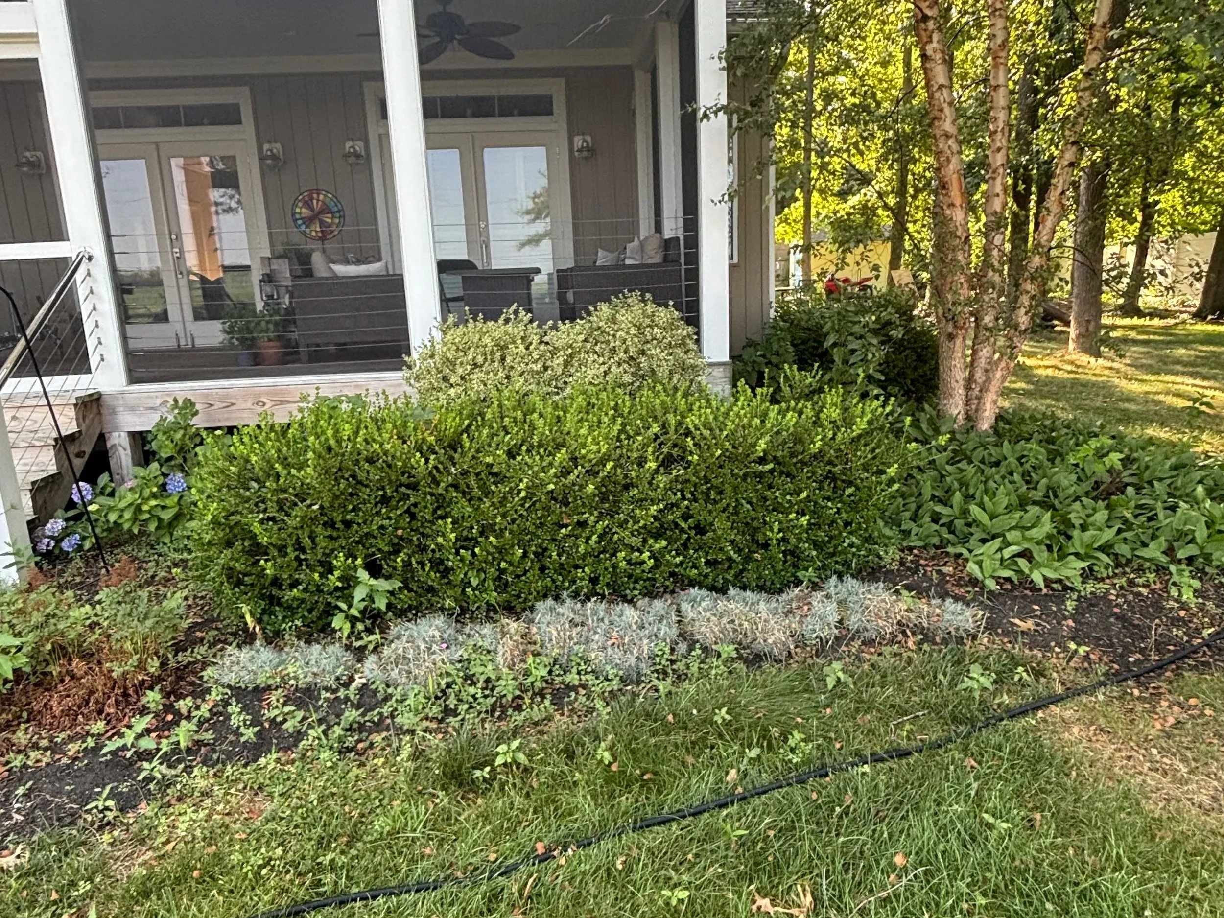 Before pictures of overgrown bushes.