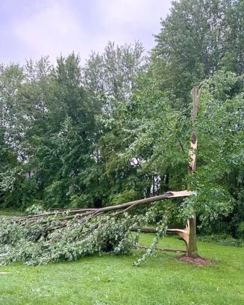 A tree that fell on that ground that we later safely removed.