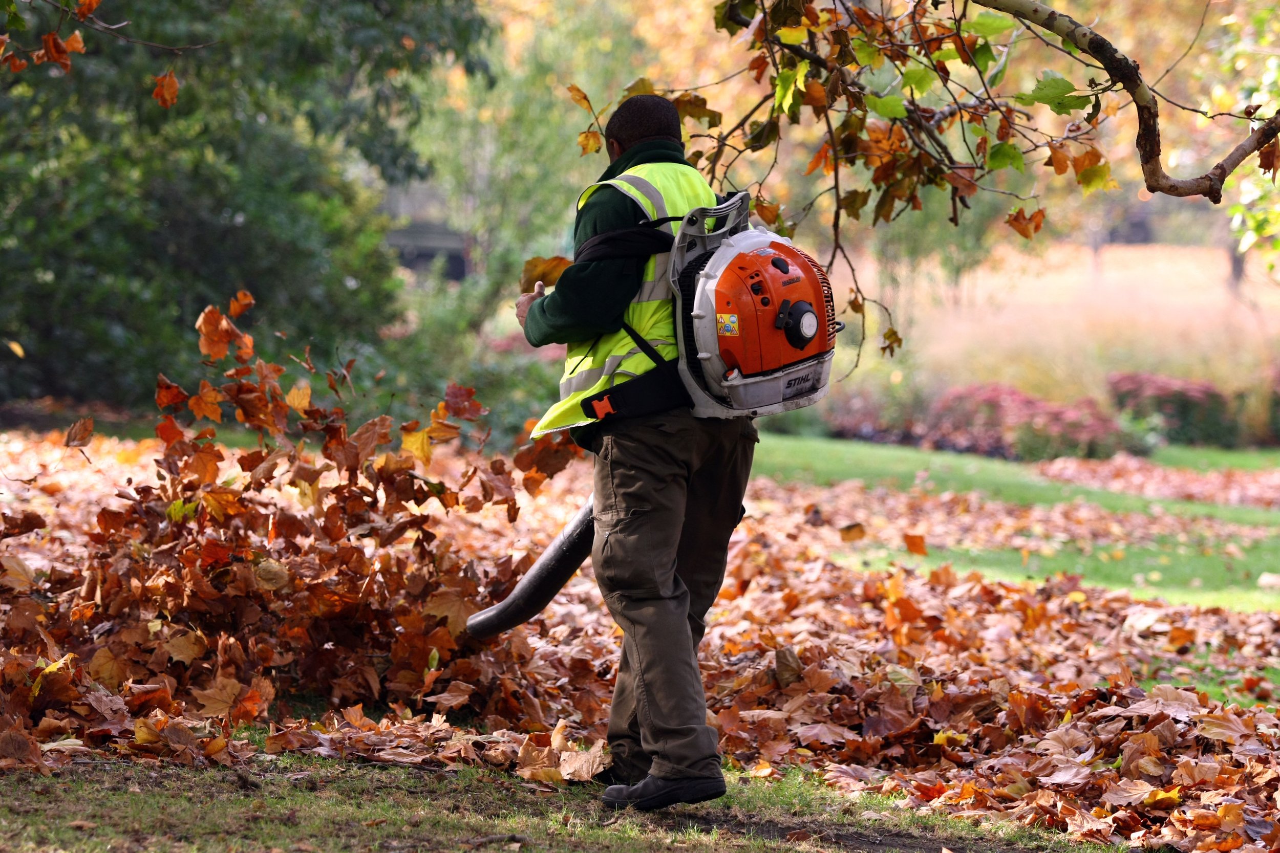 A person wearing a neon yellow safety vest and a backpack blower is blowing fallen autumn leaves in a park with trees showing colorful fall foliage.