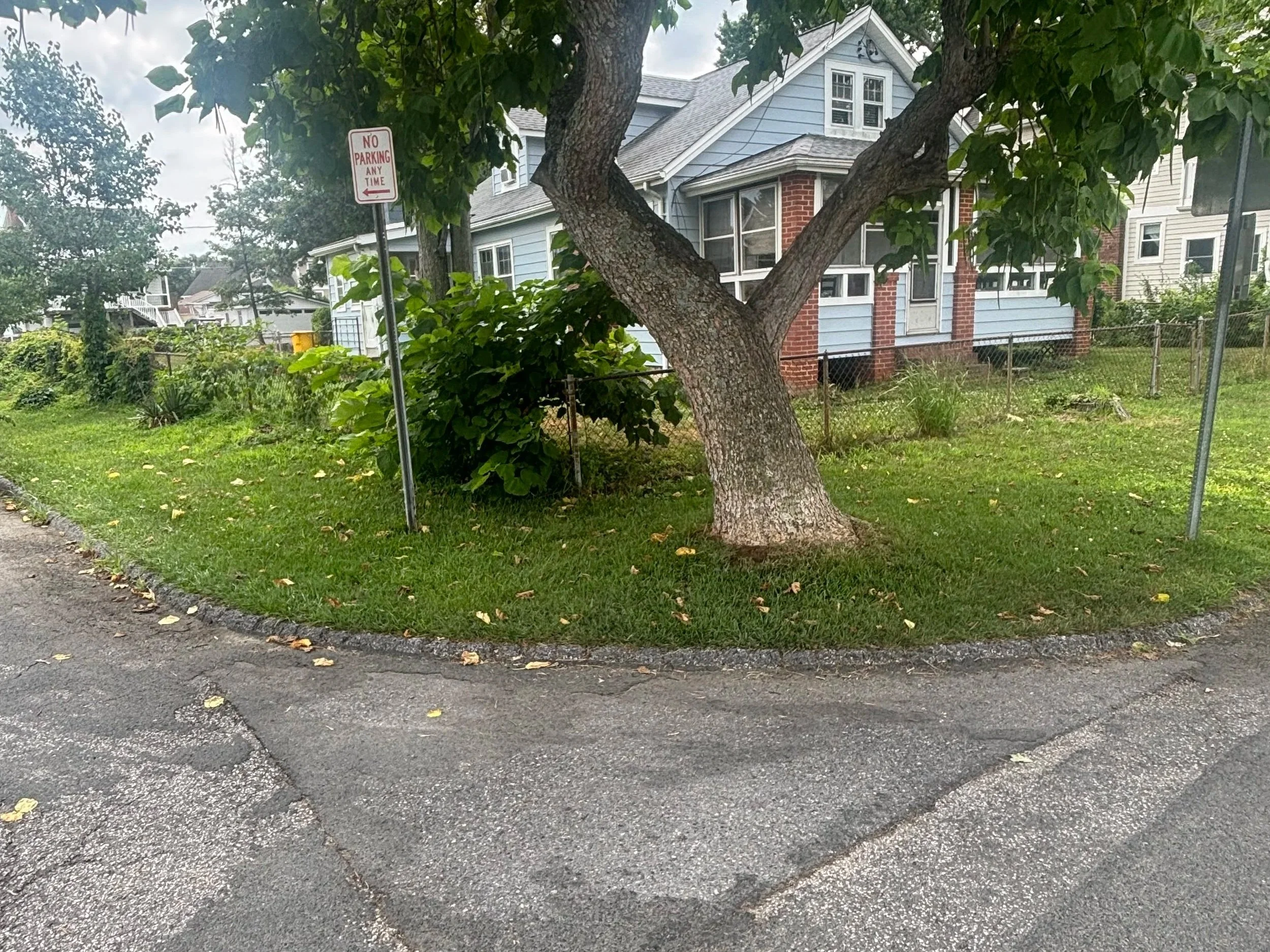 Before pictures of a yard clean up including vine removal off this chainlink fence.