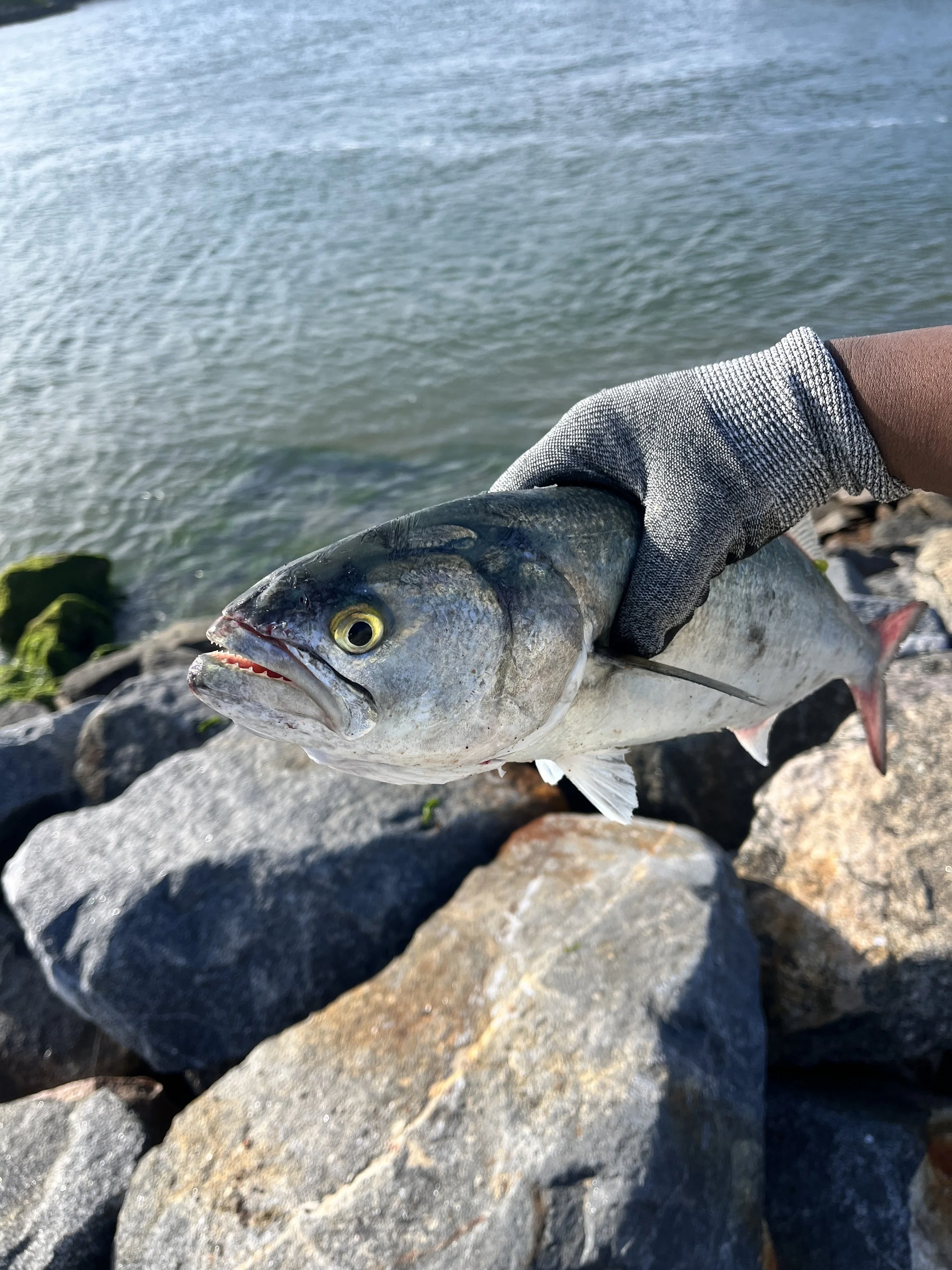 A person holding a fish over rocks by the water's edge.