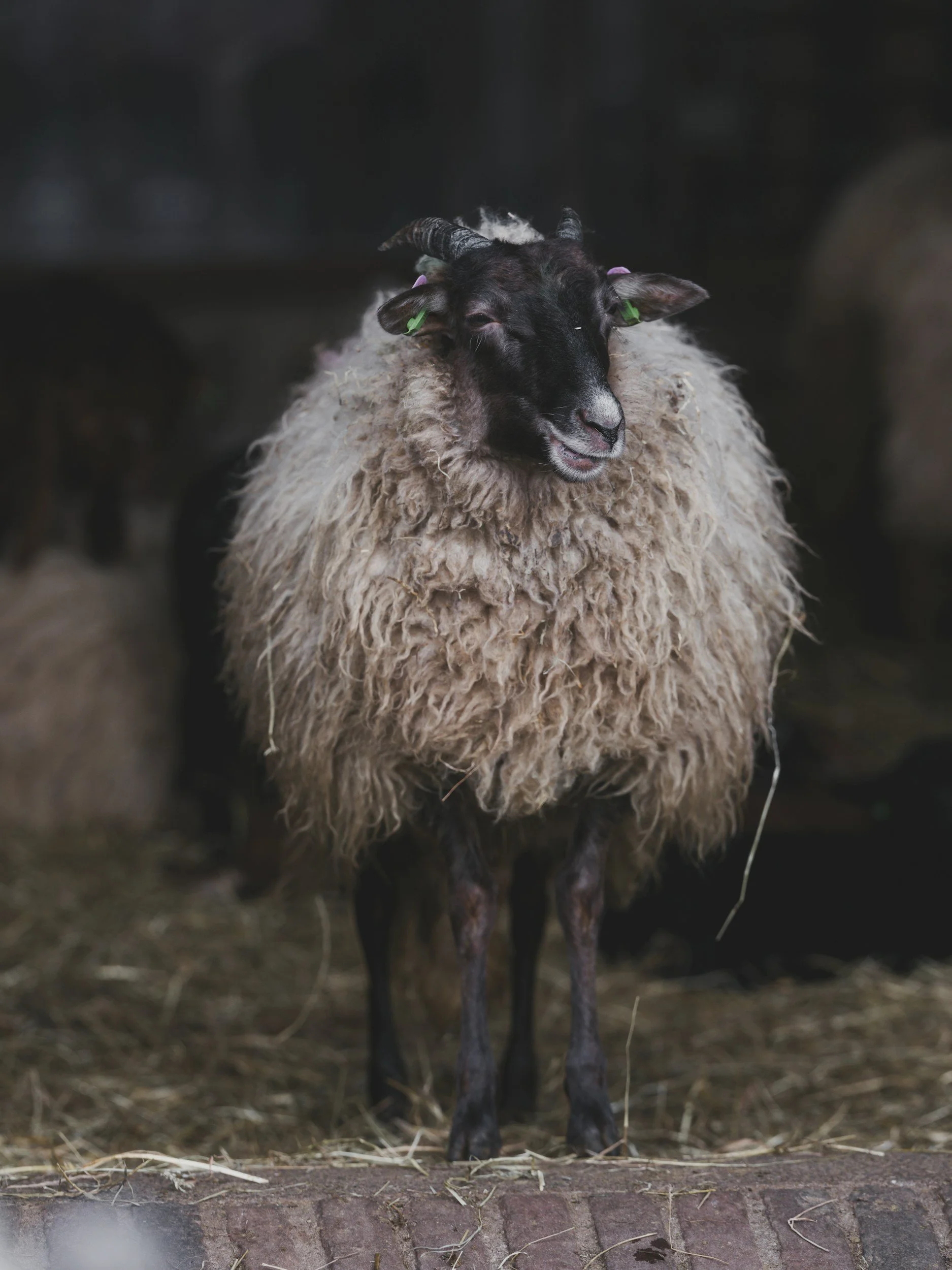 A black sheep with a curly, off-white wool coat and small, curved horns, standing on the ground with a mismatched background of dark and blurred elements.