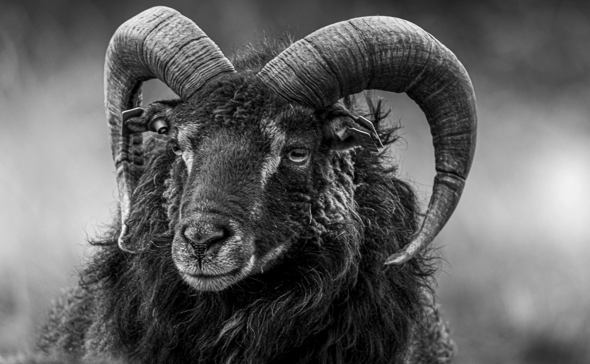 A black and white close-up image of a mountain goat with large, curved horns, standing outdoors with a blurred background.