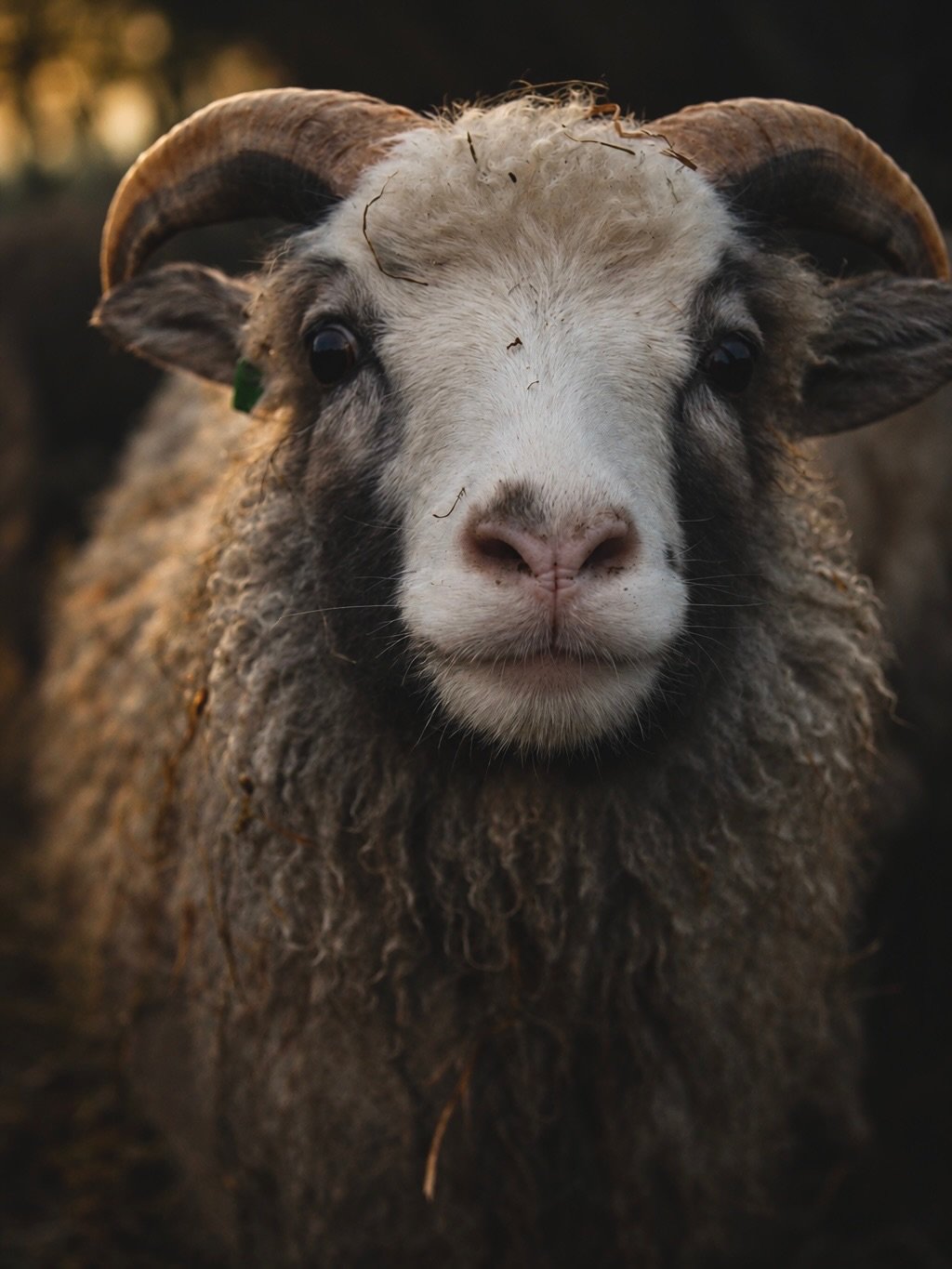 Noen av &aring;rets v&aelig;rlam 🐑 

#villsau #oldnorse #sheepfarm #sheepherding