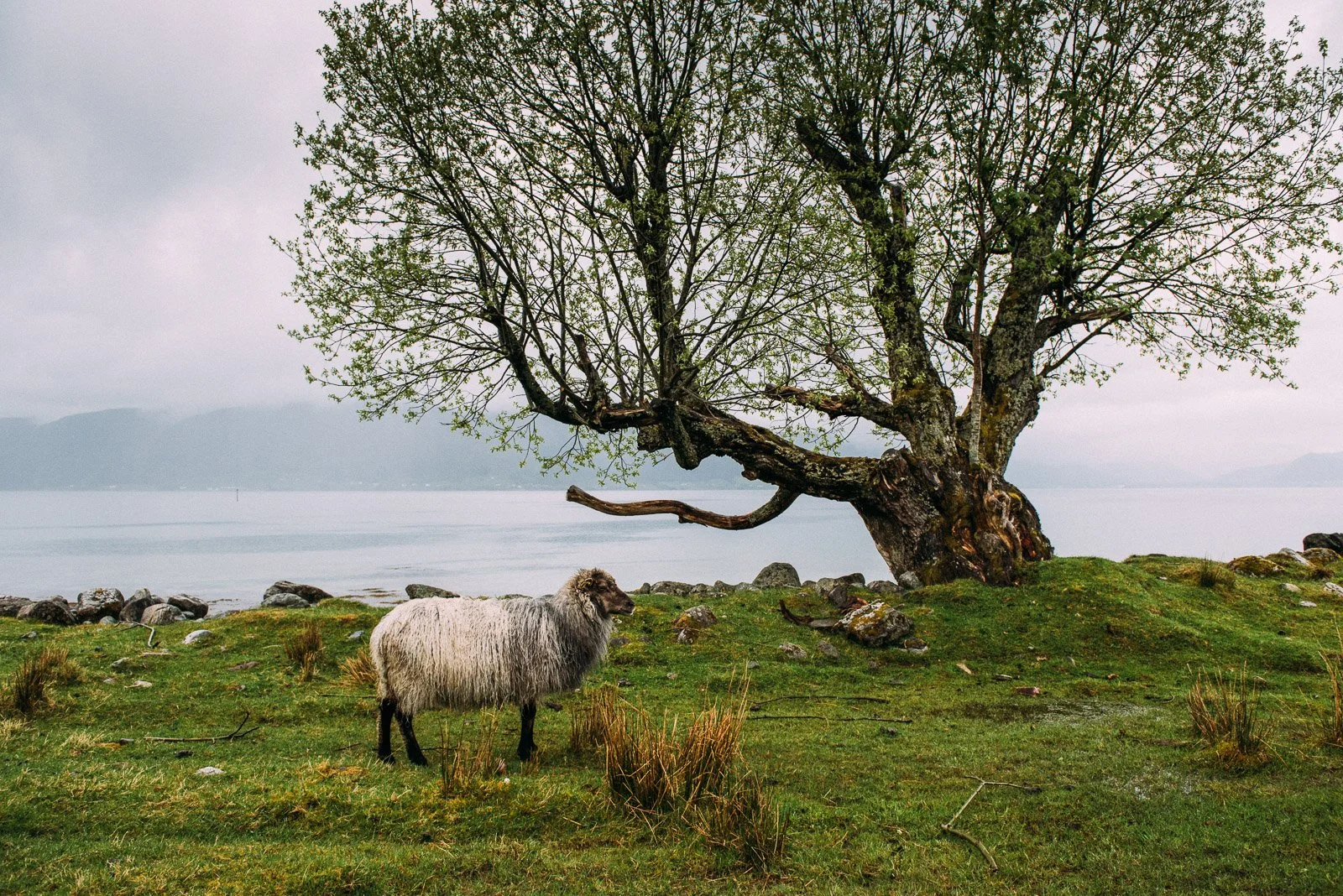 A sheep standing on grass near a large tree with a twisted trunk and branches, overlooking a body of water and mountains in the distance on a cloudy day.