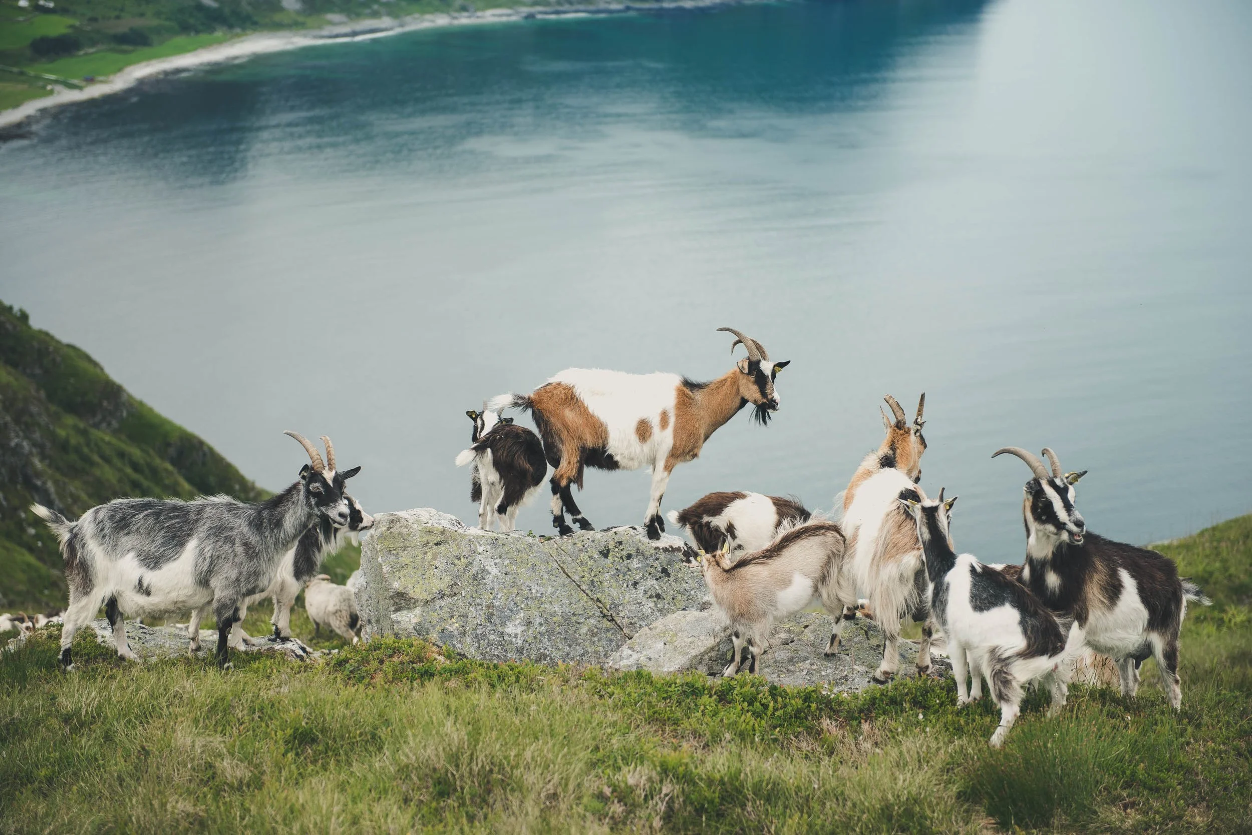 A herd of goats grazing on grassy terrain near rocks with a lake and green hills in the background.