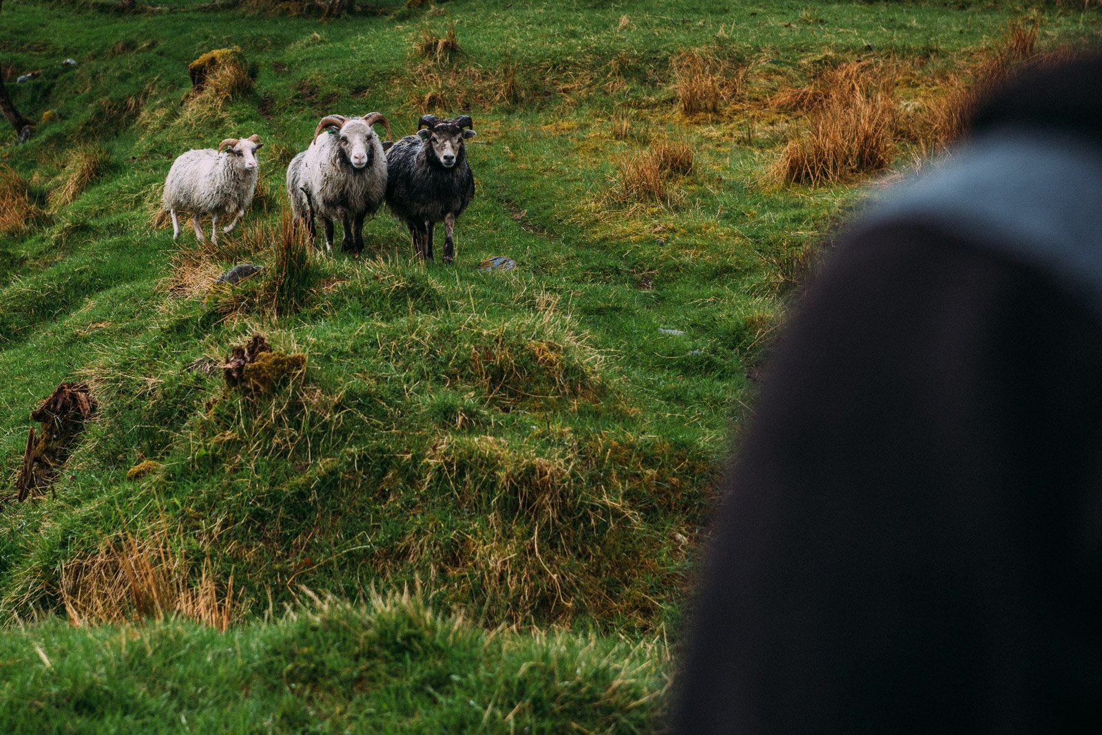 Three sheep and two goats standing on a grassy hillside with tufts of grass and small rocks; partially obscured by a dark object in the foreground.