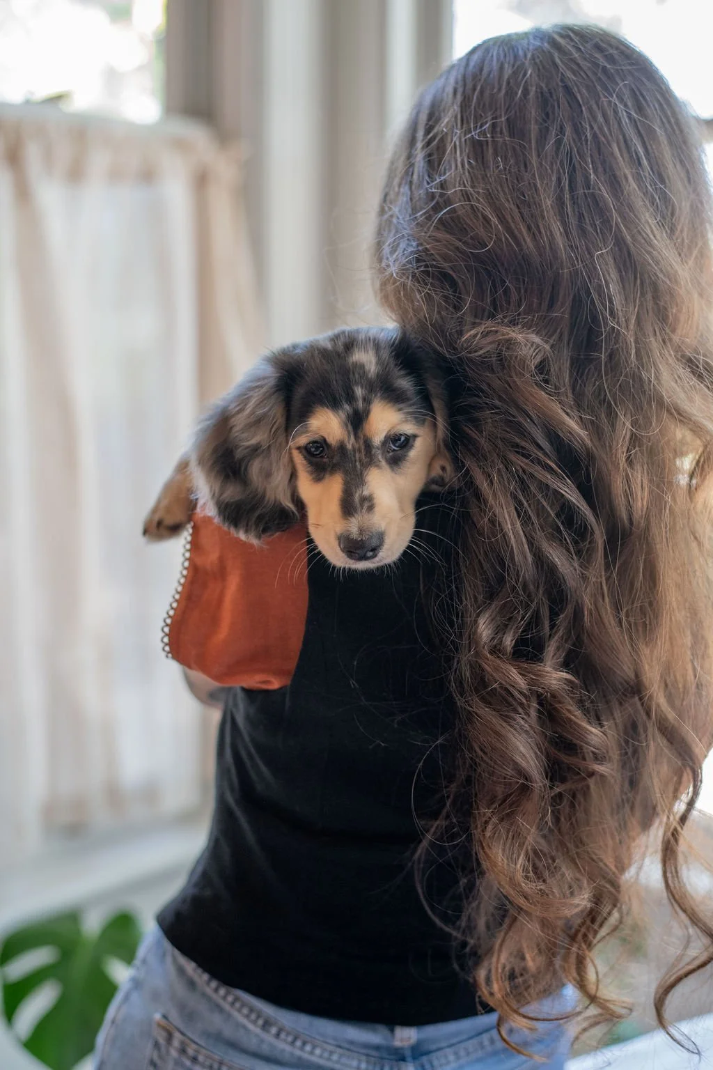 A woman with long, wavy brown hair carrying a small, cute, black and tan puppy on her shoulder inside a bright home.