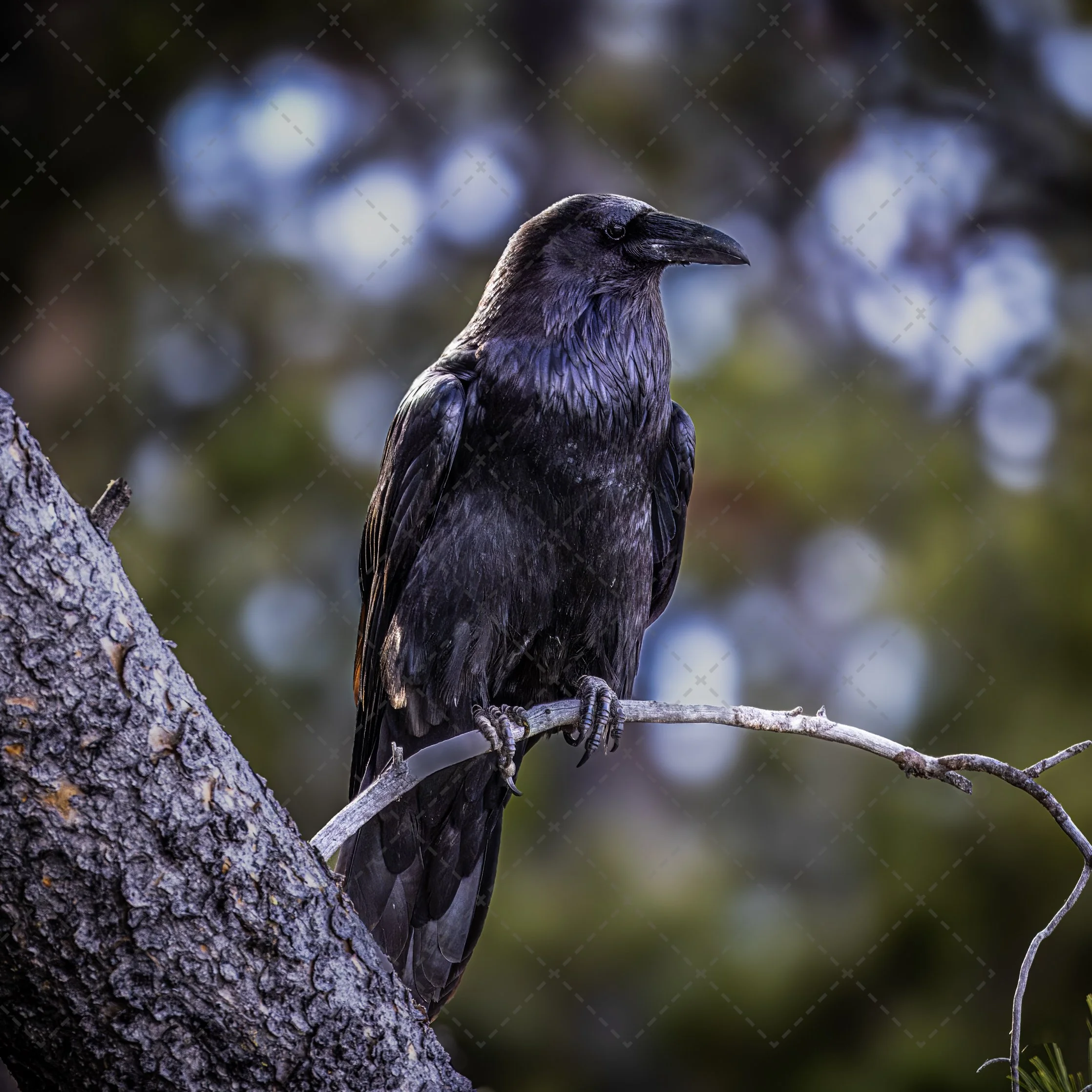 The Raven.jpg